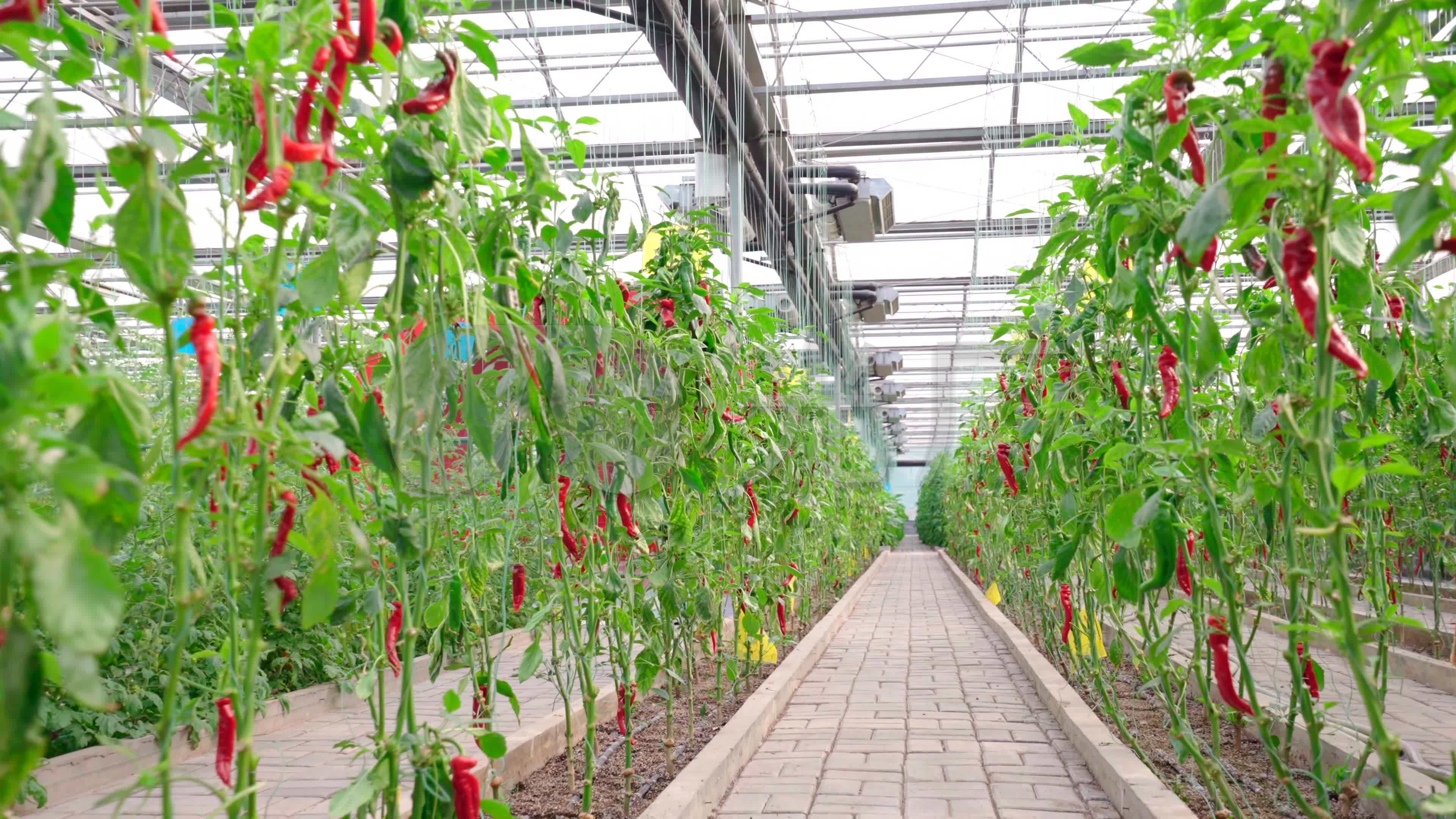 4k农业大棚辣椒种植大棚辣椒新型种植技术_3840x2160