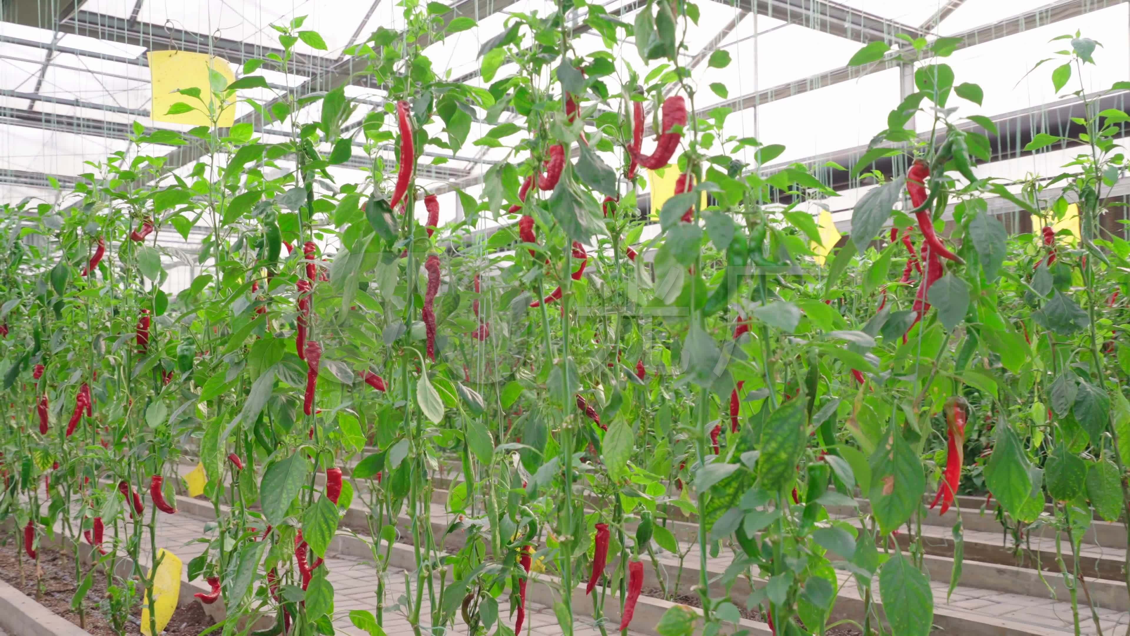 4k农业大棚辣椒种植大棚辣椒新型种植技术_3840x2160