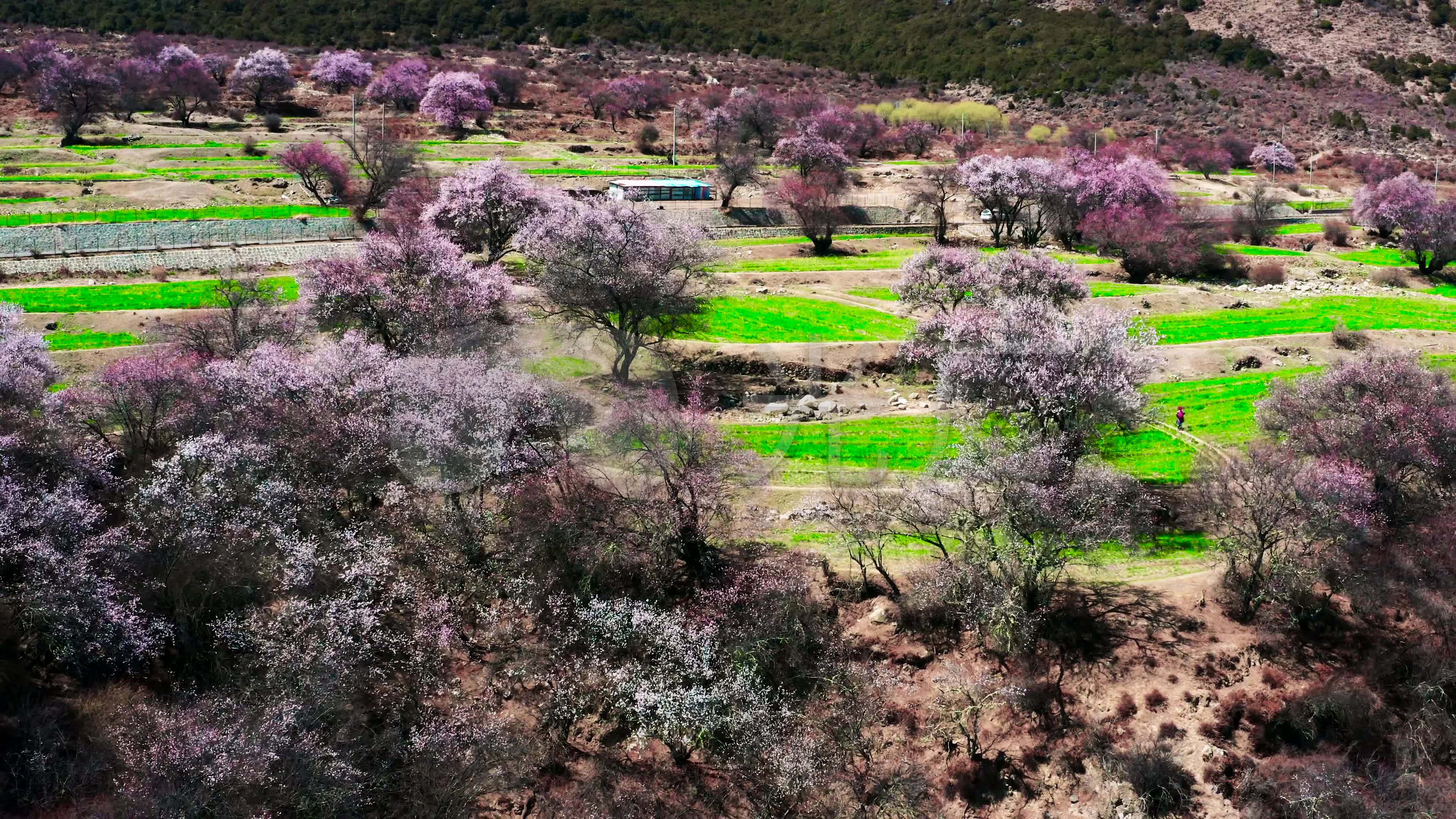 4k林芝索松村桃花节航拍素材1