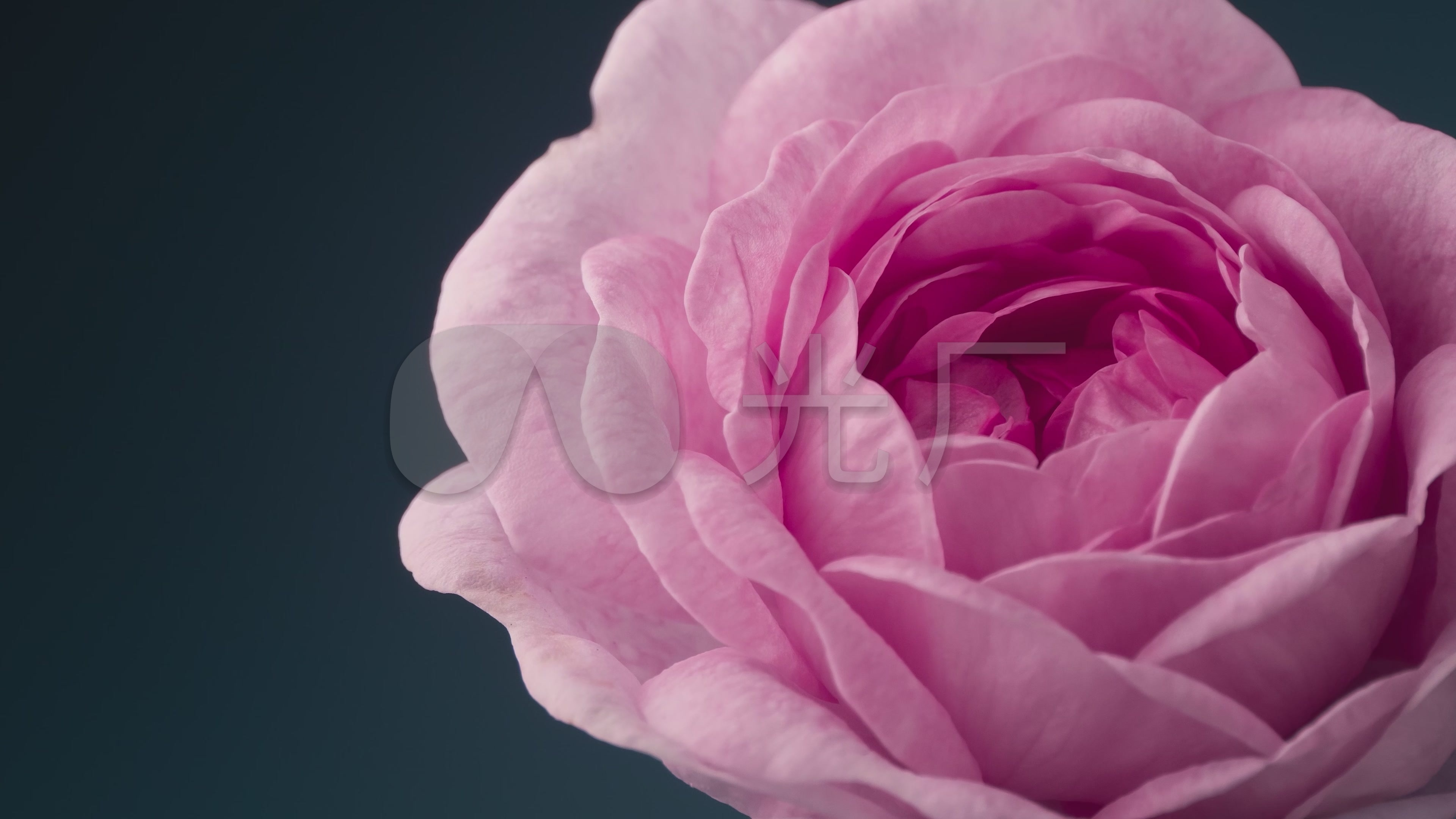 玫瑰花绽放延时摄影_3840x2160_高清视频素材下载(:)