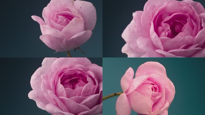 玫瑰花花朵玫瑰月季浪漫唯美花开放绽放延时摄影