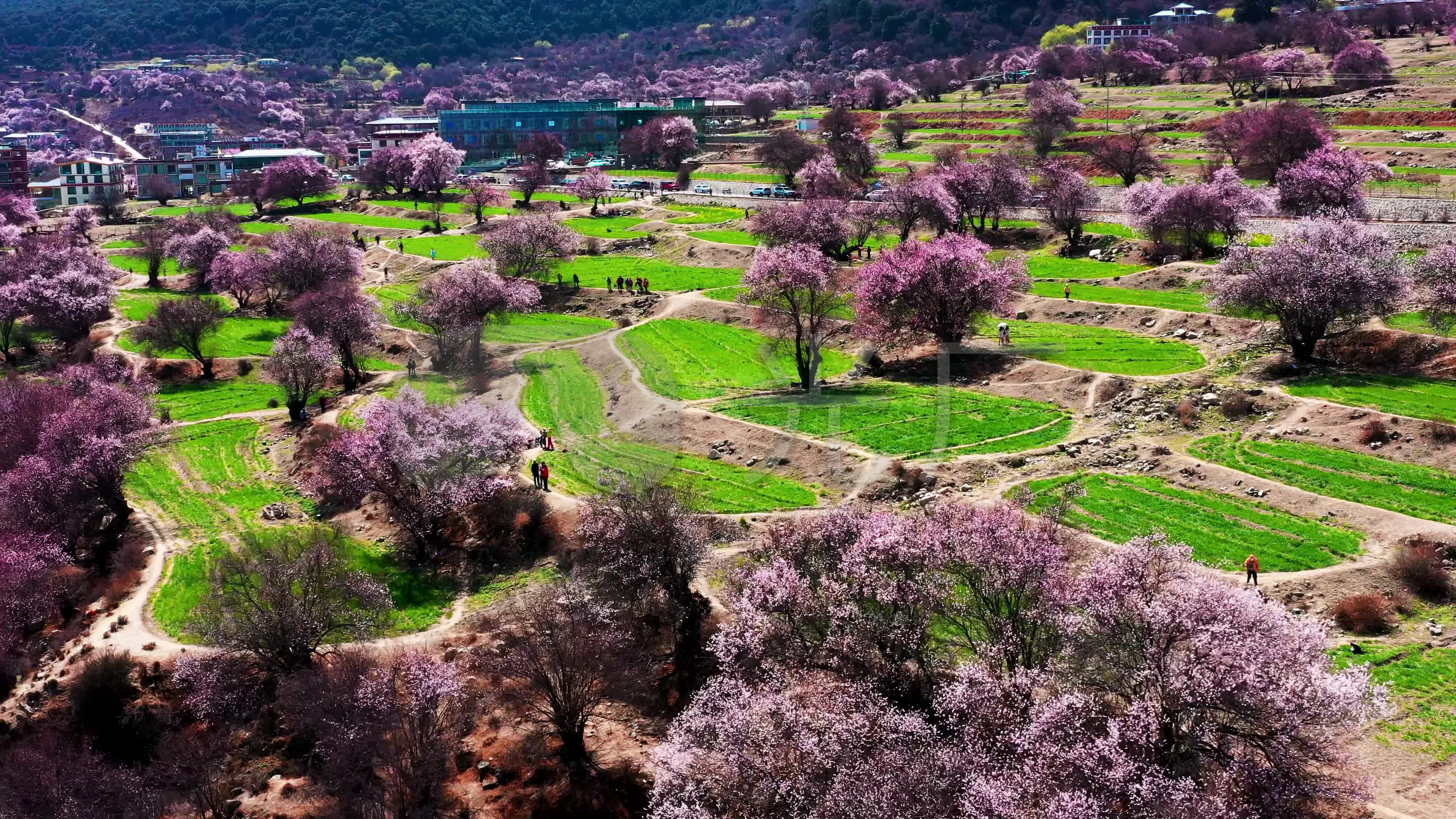 4k林芝索松村桃花节航拍素材5_3840x2160_高清视频(:)