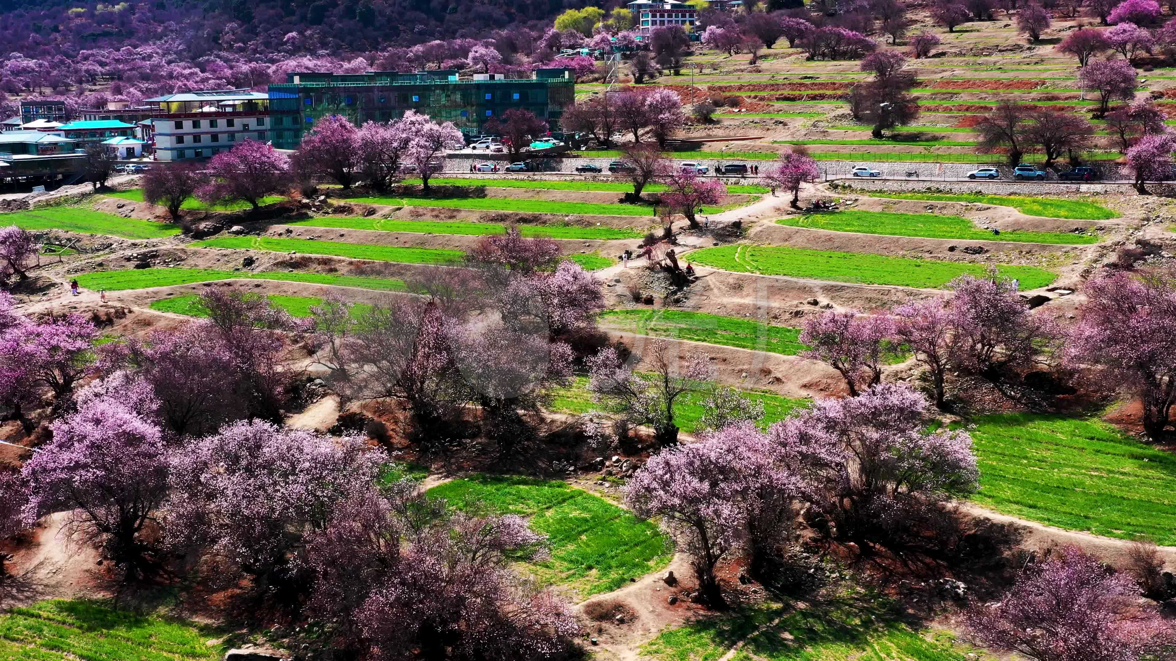 4k林芝索松村桃花节航拍素材5_3840x2160_高清视频(:)