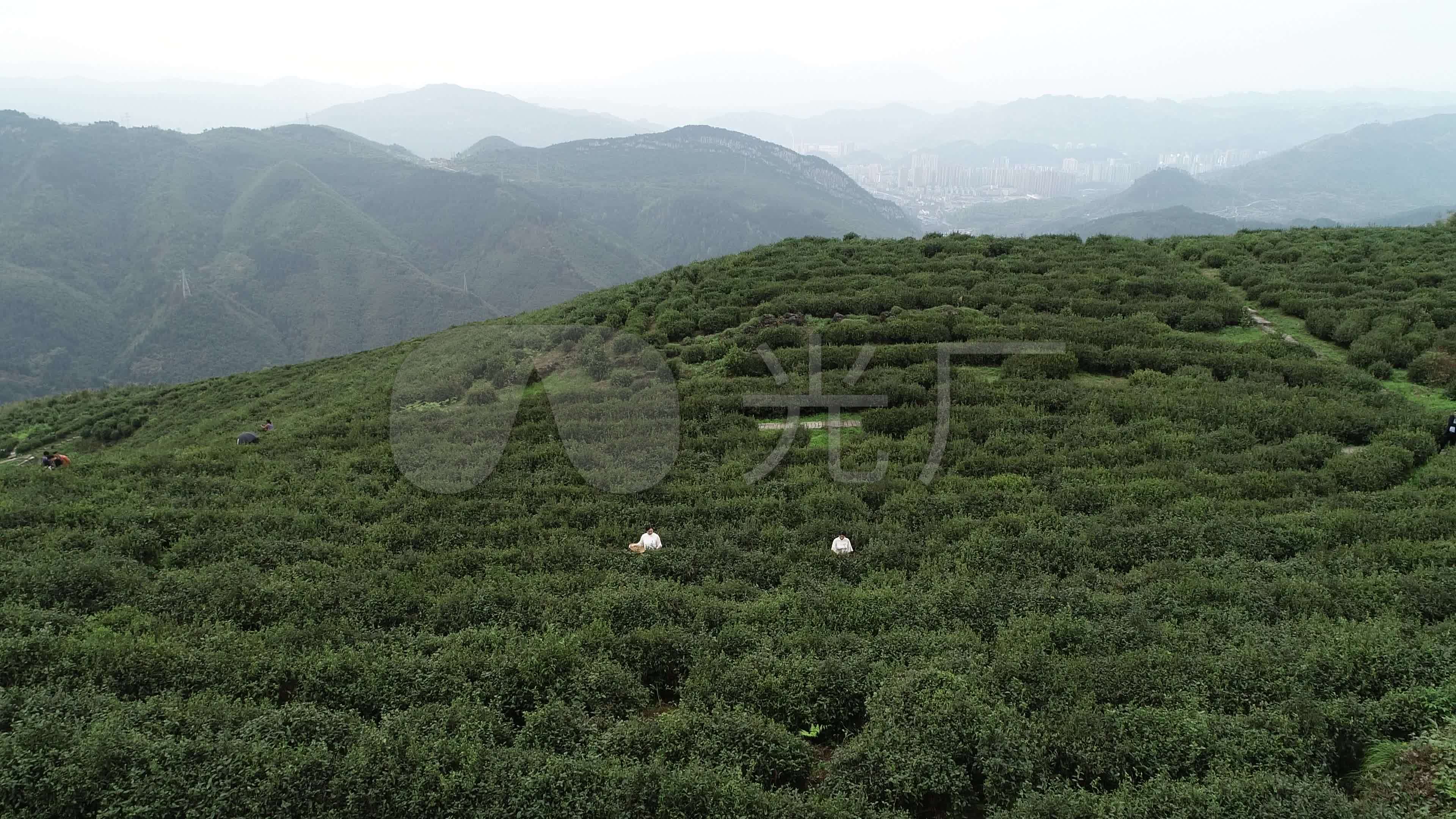 4k航拍茶山高山采茶高清升格原画质