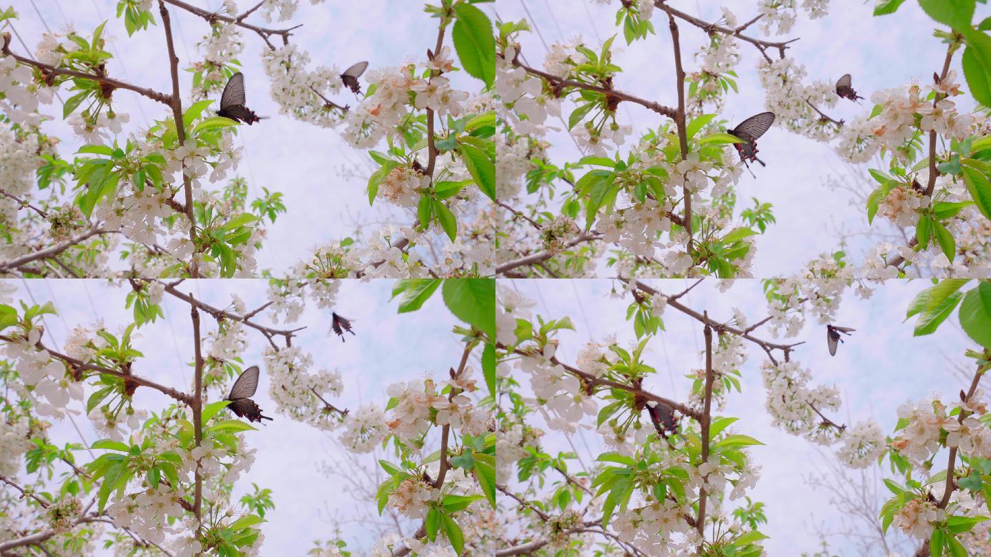 春暖花开蝴蝶飞舞