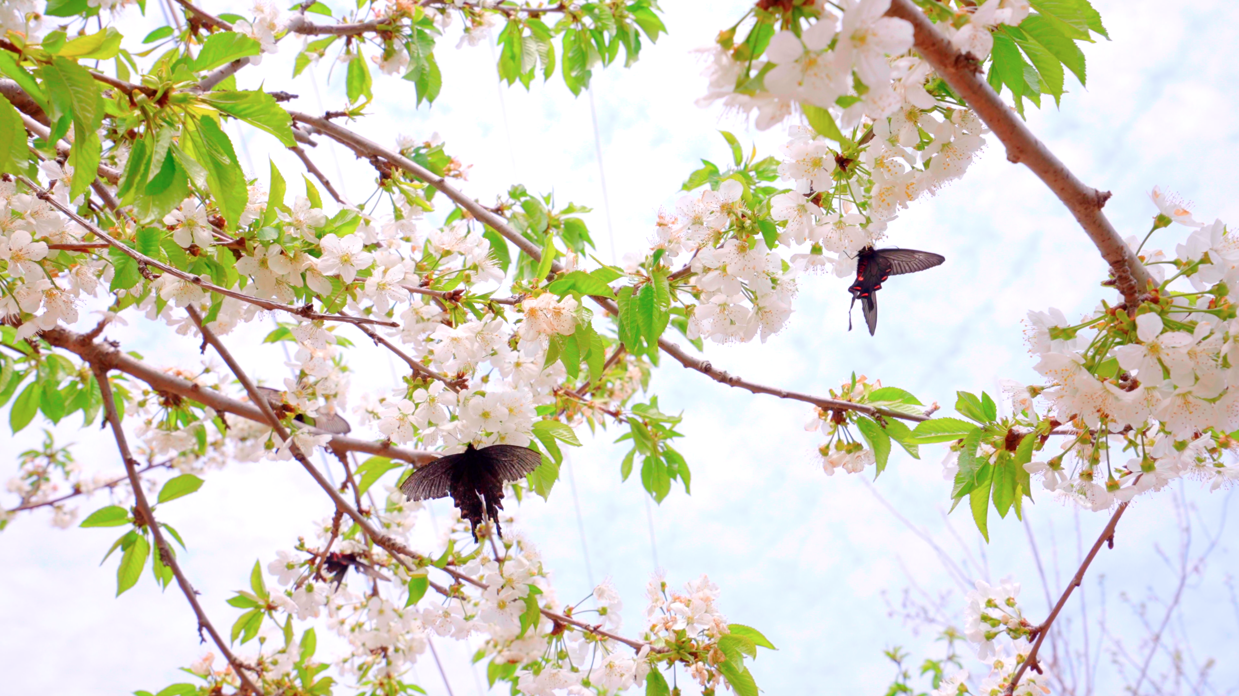 视频素材 实拍视频 自然风景 4k春天蝴蝶花朵 声明水印不代表署名仅