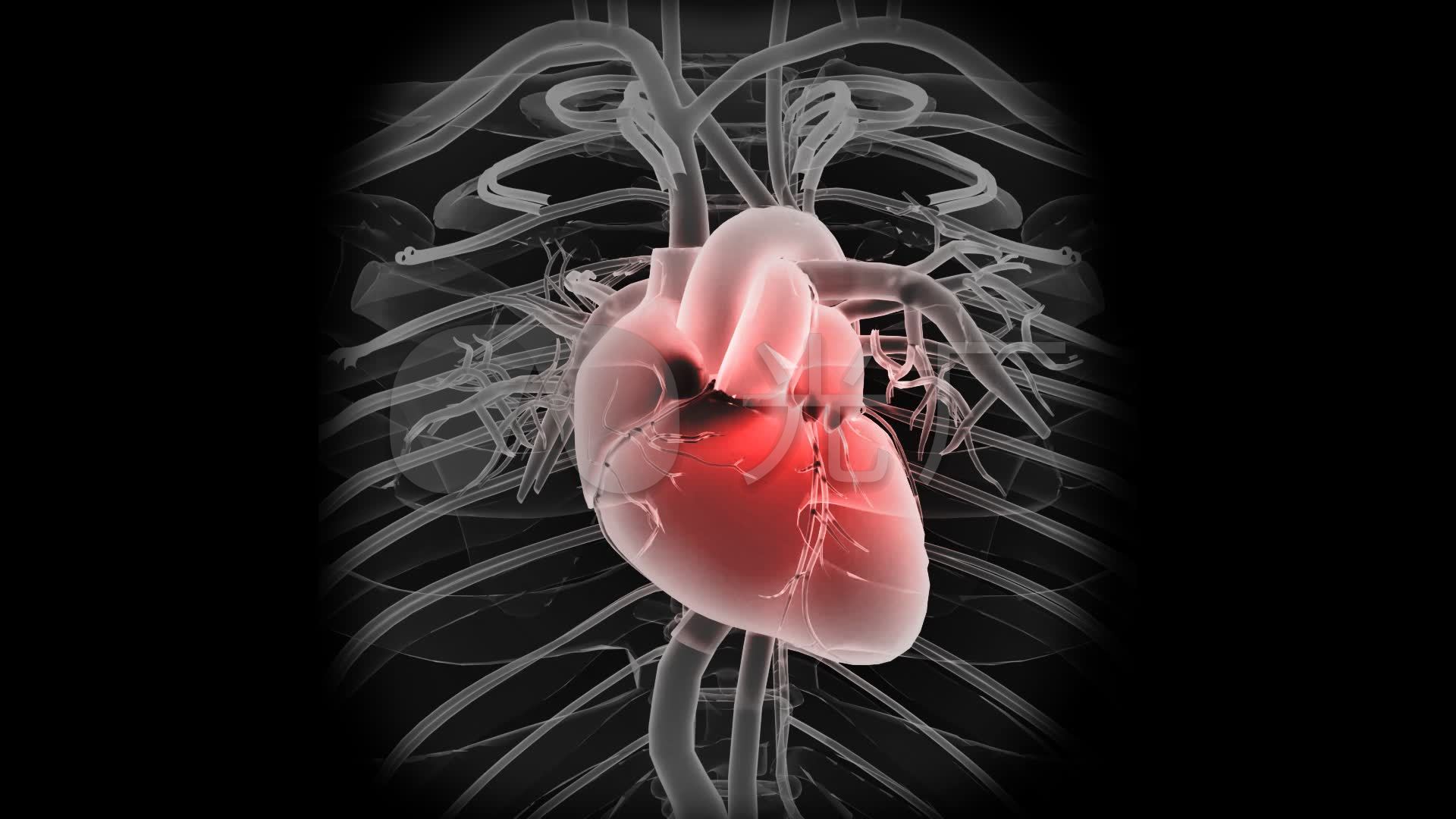 动态跳动的心脏，缓慢旋转并两次转换成显示心脏腔室的x光图像。视频素材_ID:VCG42N854-28-VCG.COM