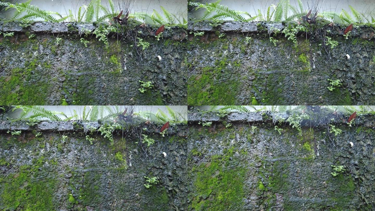 长草的墙长青苔的墙雨天雨滴视频
