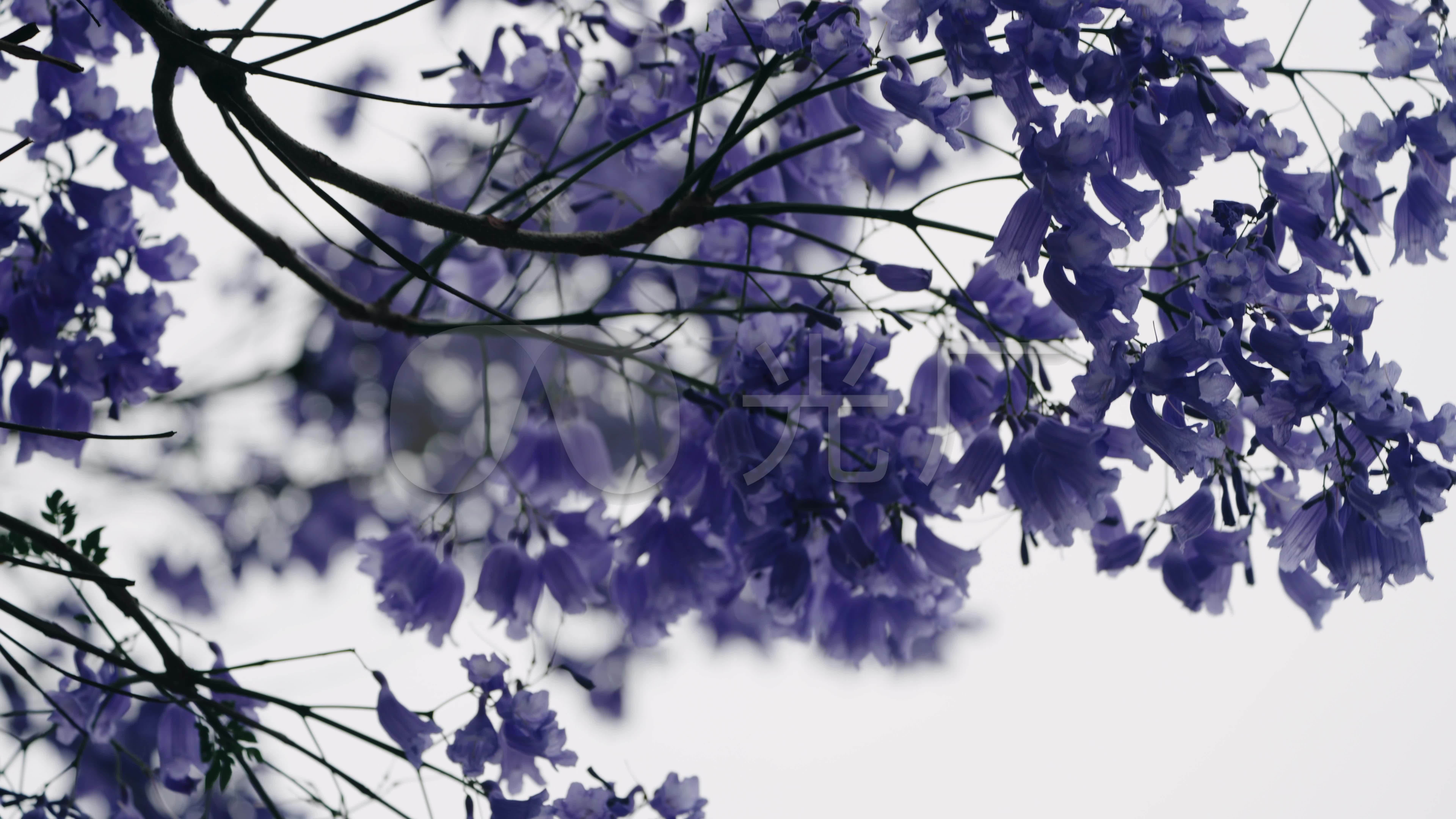 【8k】蓝花楹唯美素材,昆明蓝花楹_7680x4320_高清视频素材下载(编号