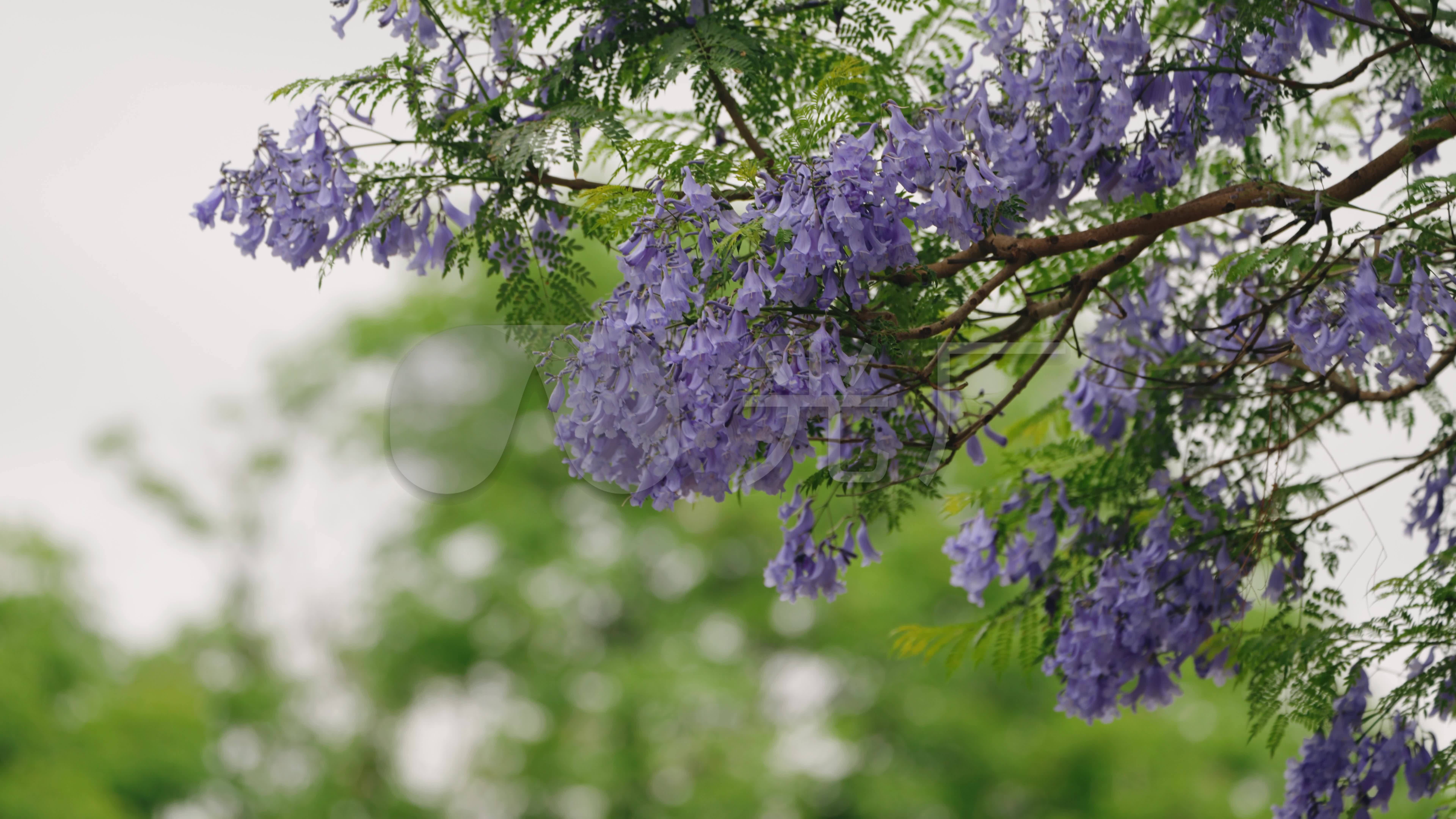 【8k】蓝花楹唯美素材,昆明蓝花楹_7680x4320_高清视频素材下载(编号