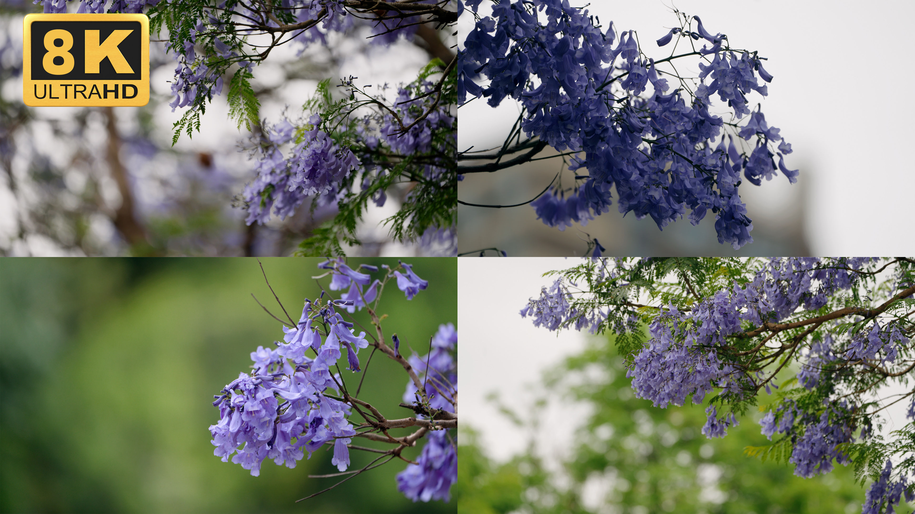 【8k】蓝花楹唯美素材,昆明蓝花楹