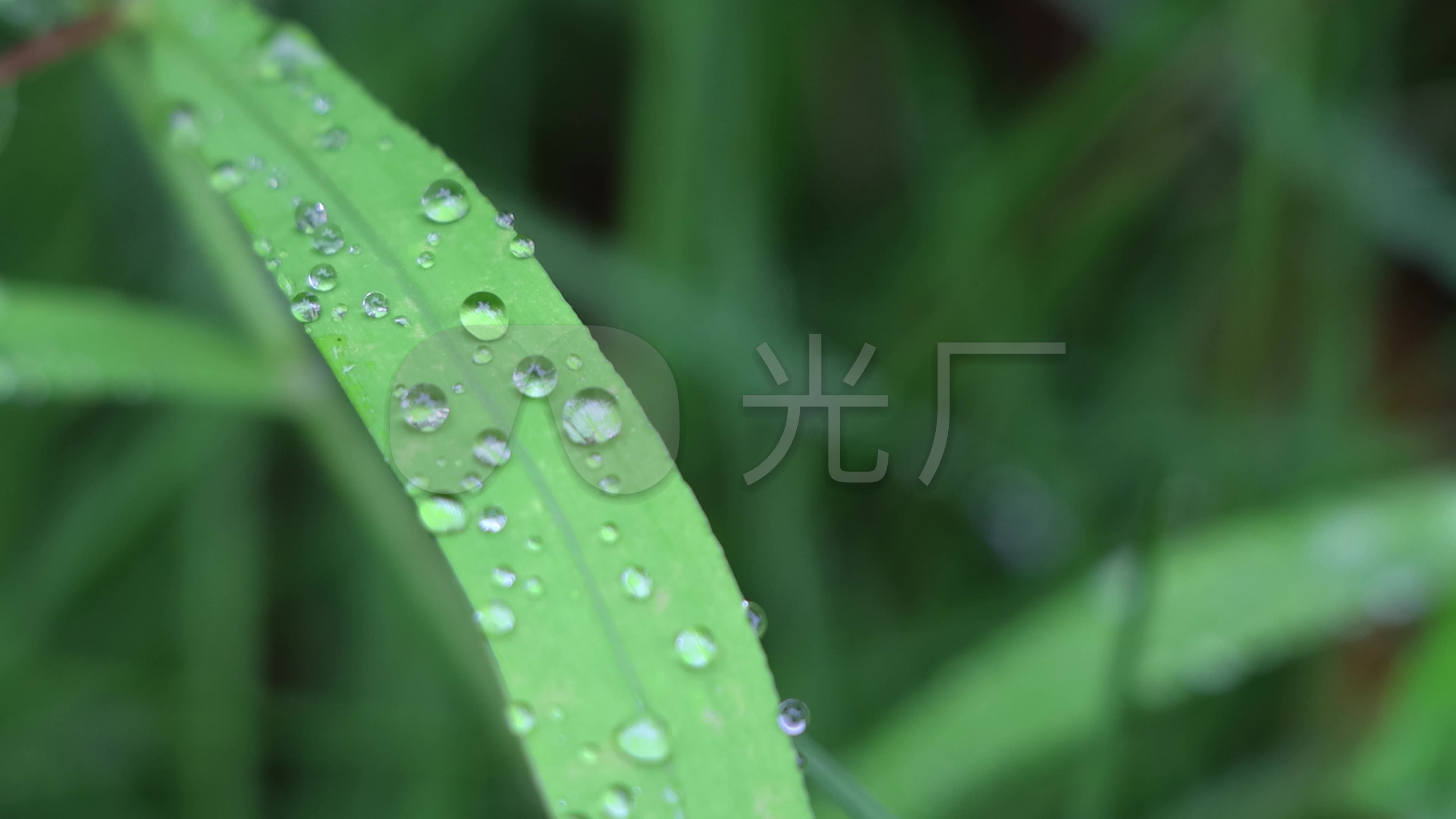 4k雨后露水露珠绿叶绿植实拍素材_3840x2160_高清视频素材下载(编号