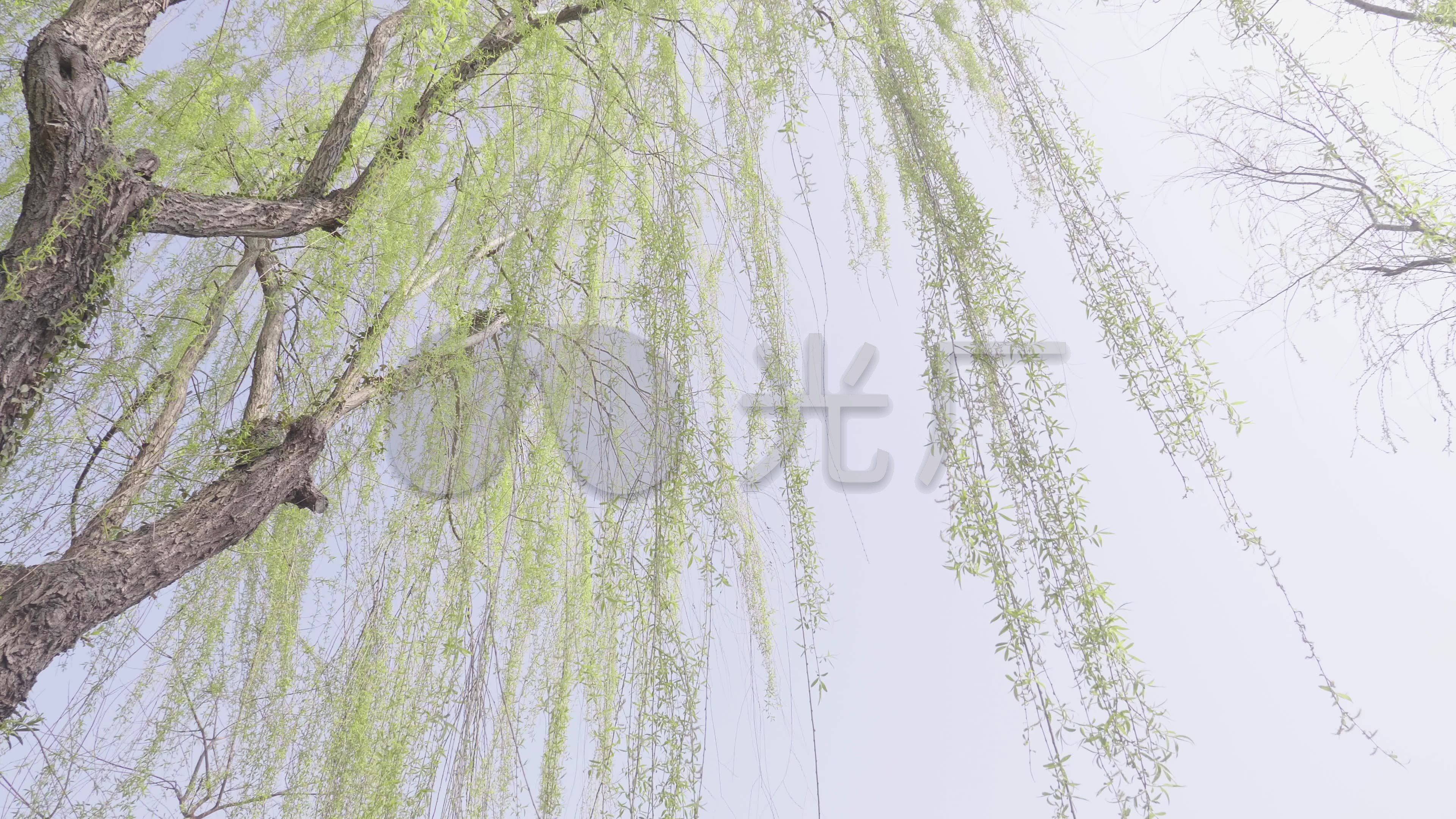 春天 杨柳 生机