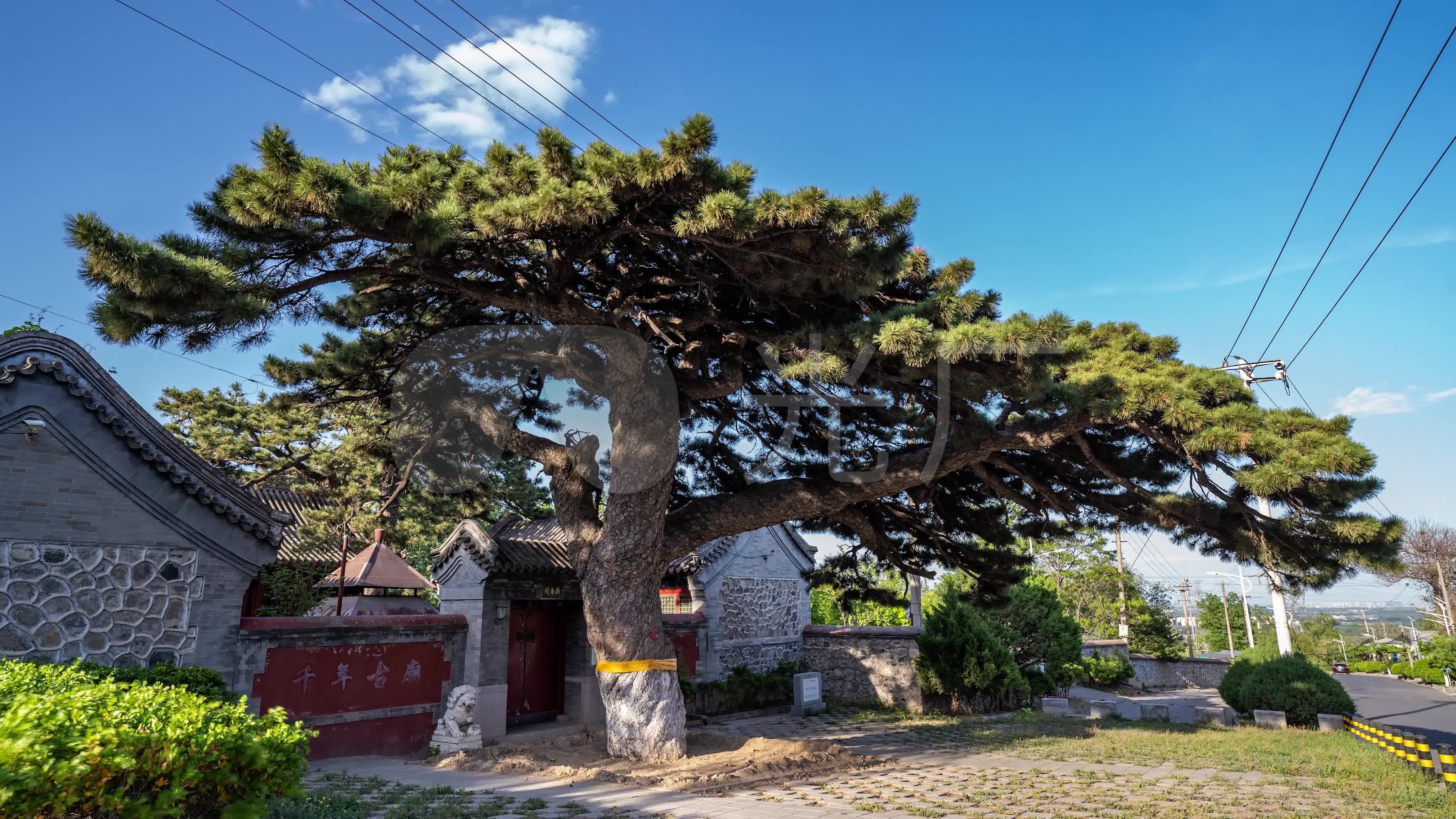 【4k】关帝庙与古松树-日景延时_4096x2304_高清视频素材下载(编号