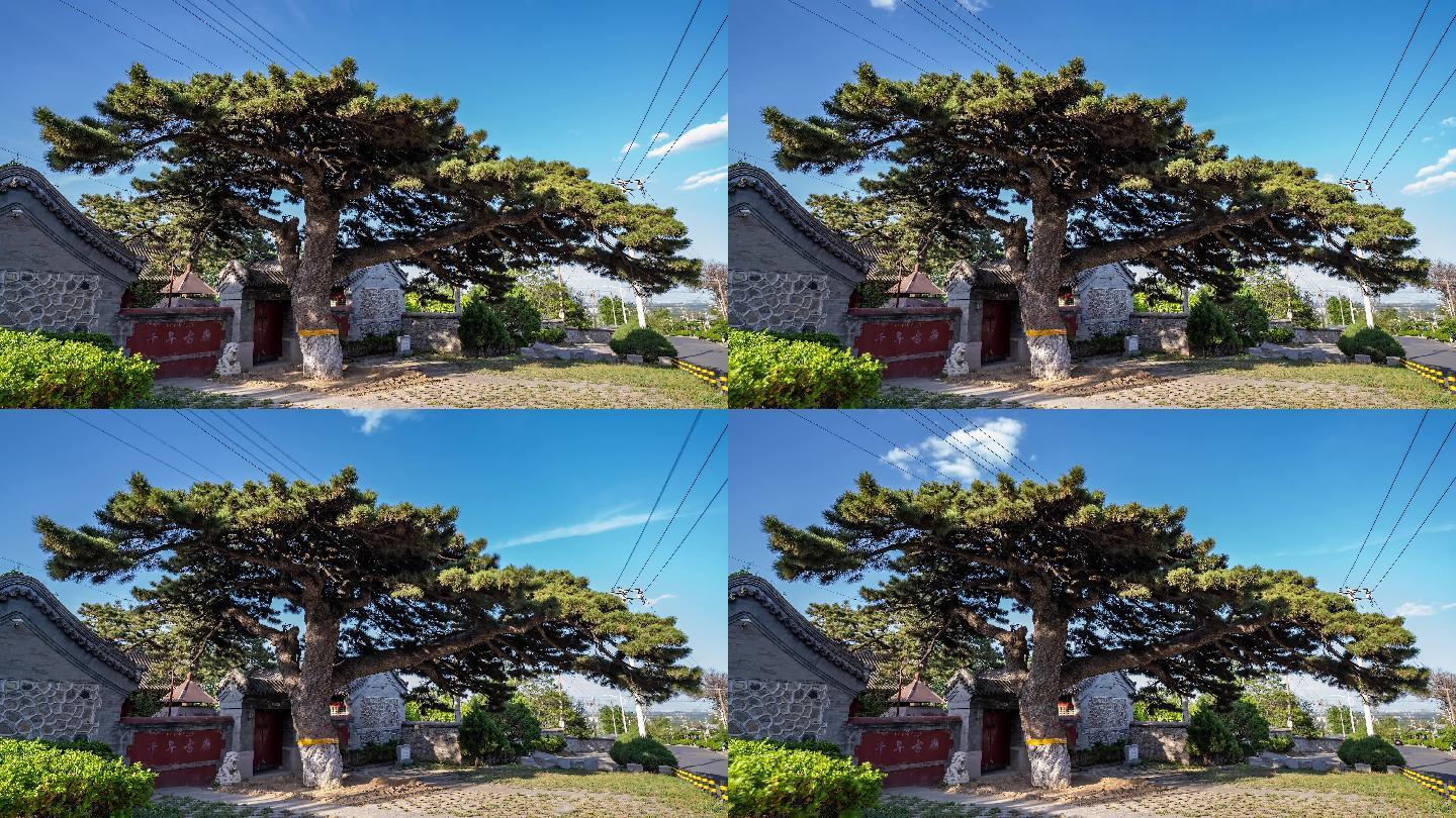 【4k】关帝庙与古松树-日景延时