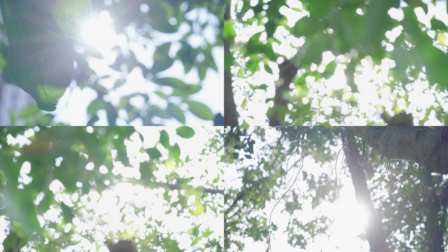 多组唯美阳光穿过树叶空镜头4k