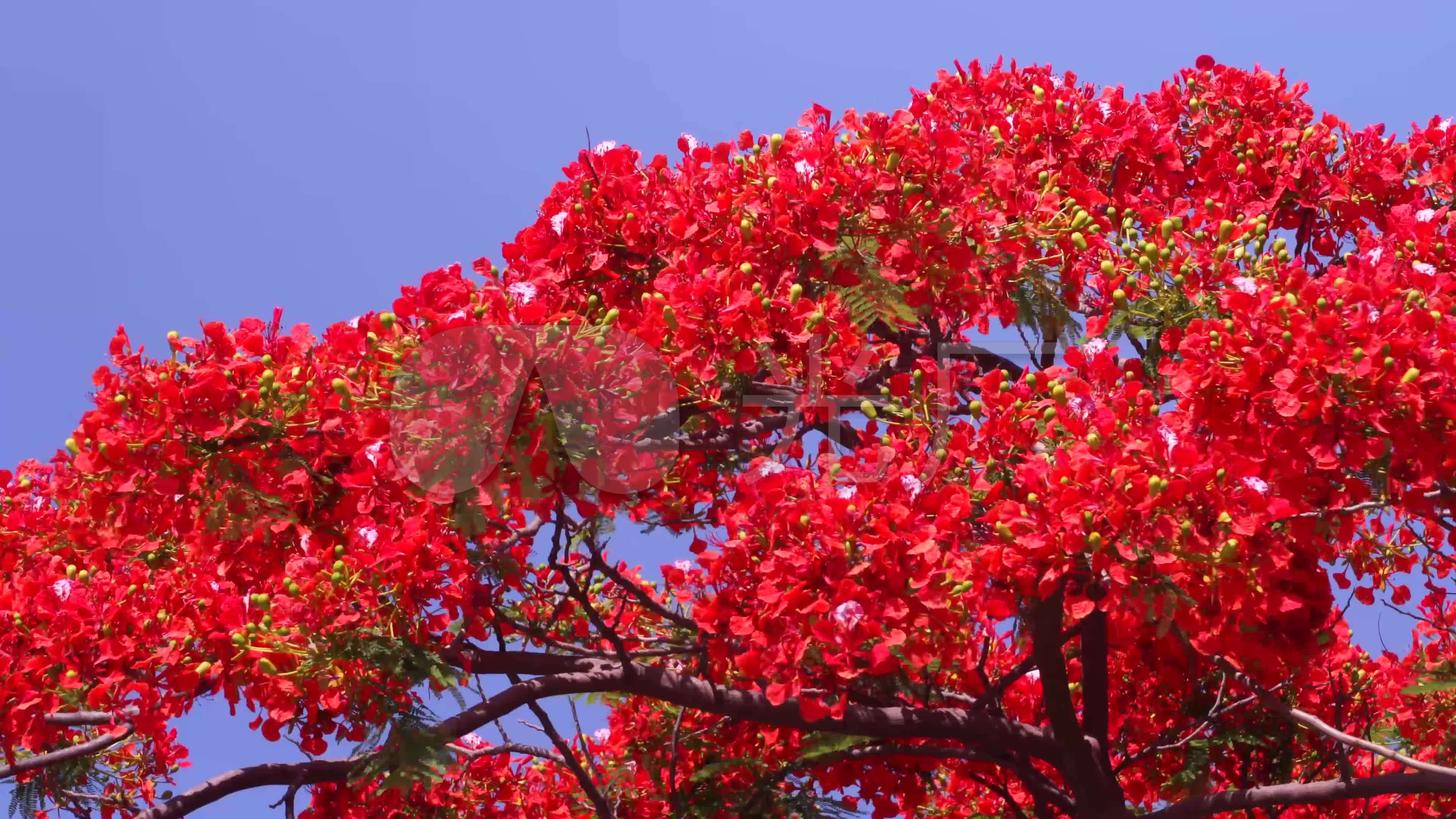 凤凰花4k素材05_3840x2160_高清视频素材下载(编号:)