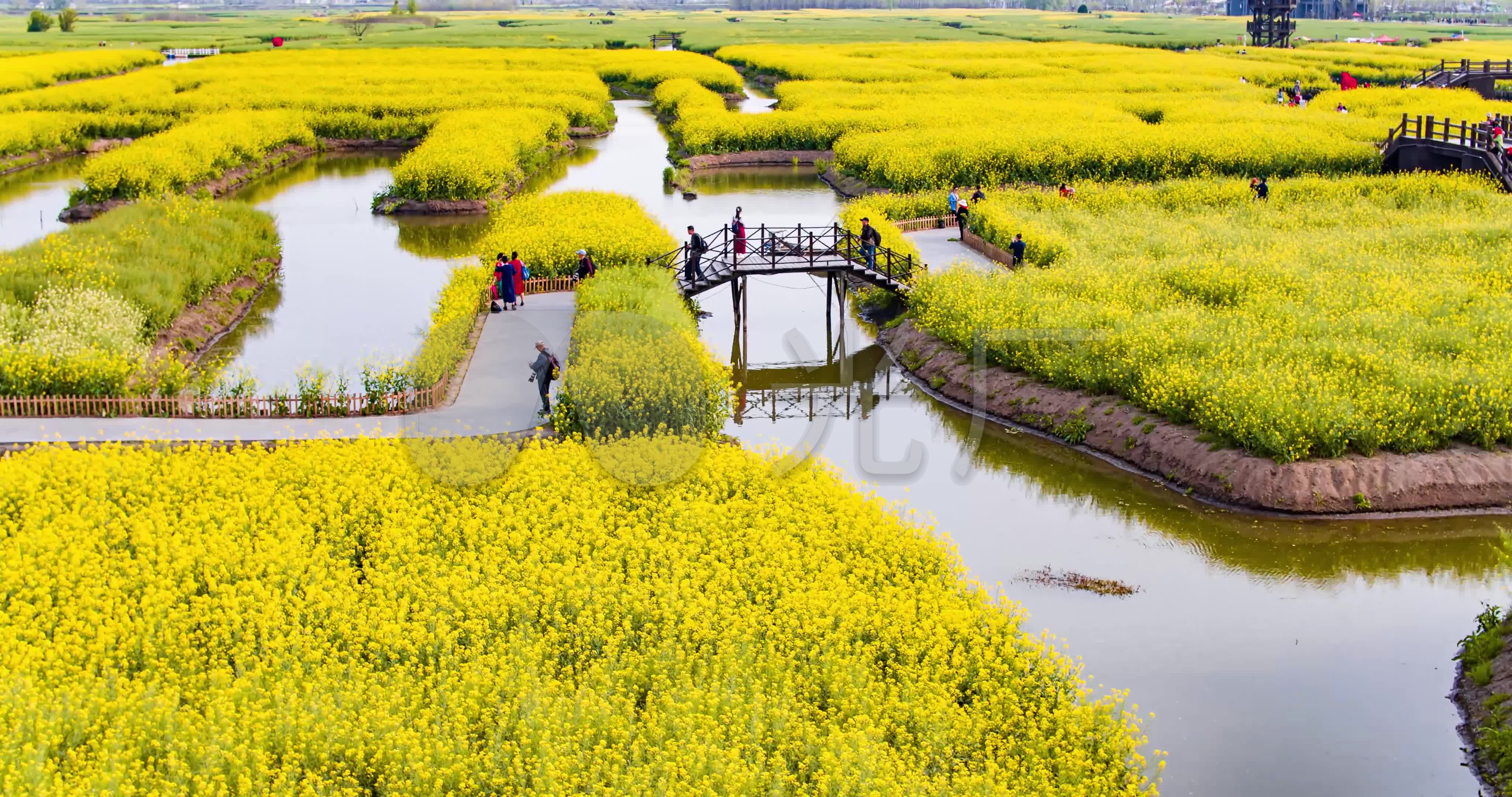 兴化水上油菜花