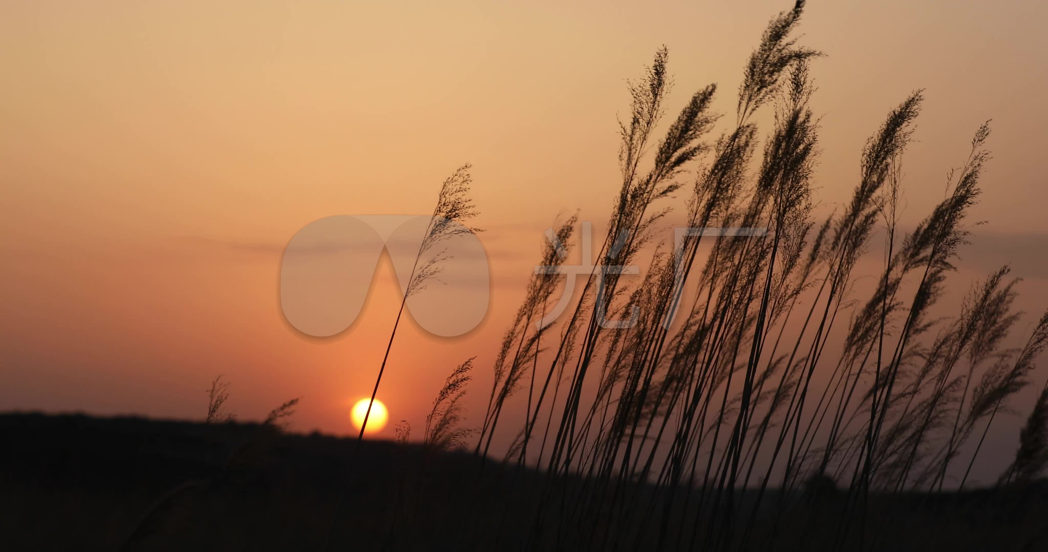 乡村落日风吹芦苇孤独芦苇意境唯美风景4k_4096x2160