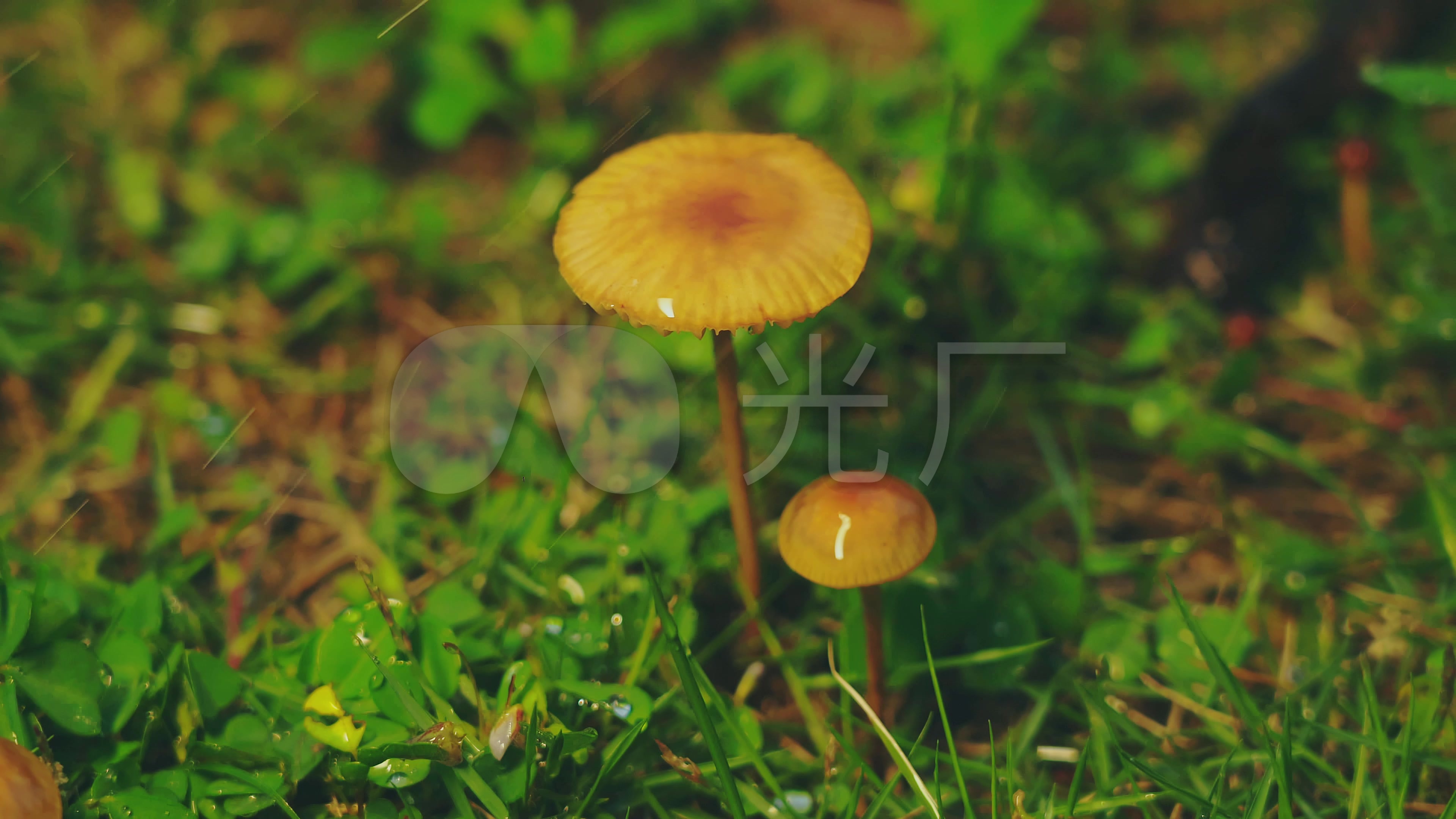 雨中唯美小蘑菇4k_3840x2160_高清视频素材下载(编号