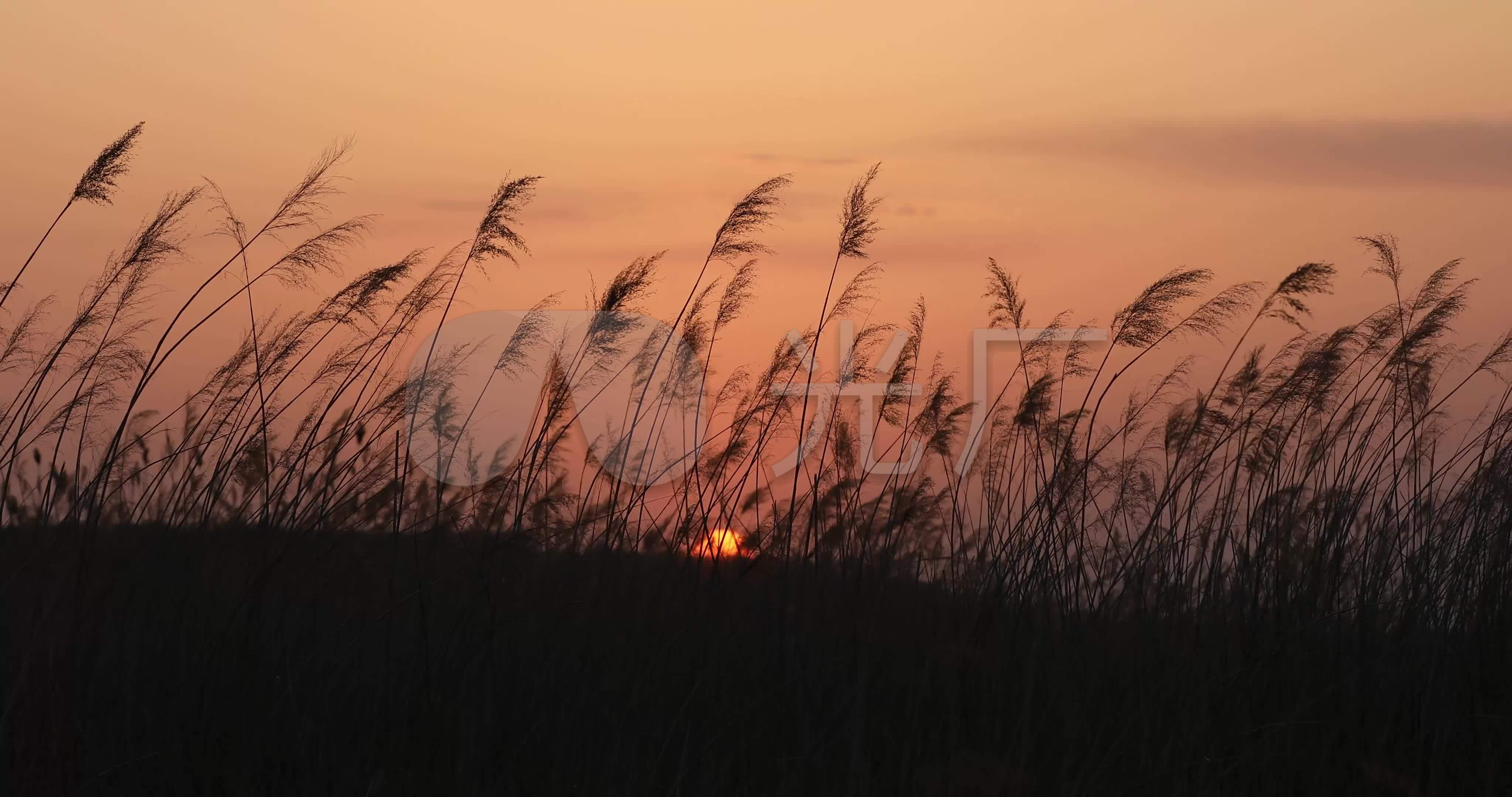 风吹芦苇芦苇荡孤独忧伤写意意境4k_4096x2160_高清