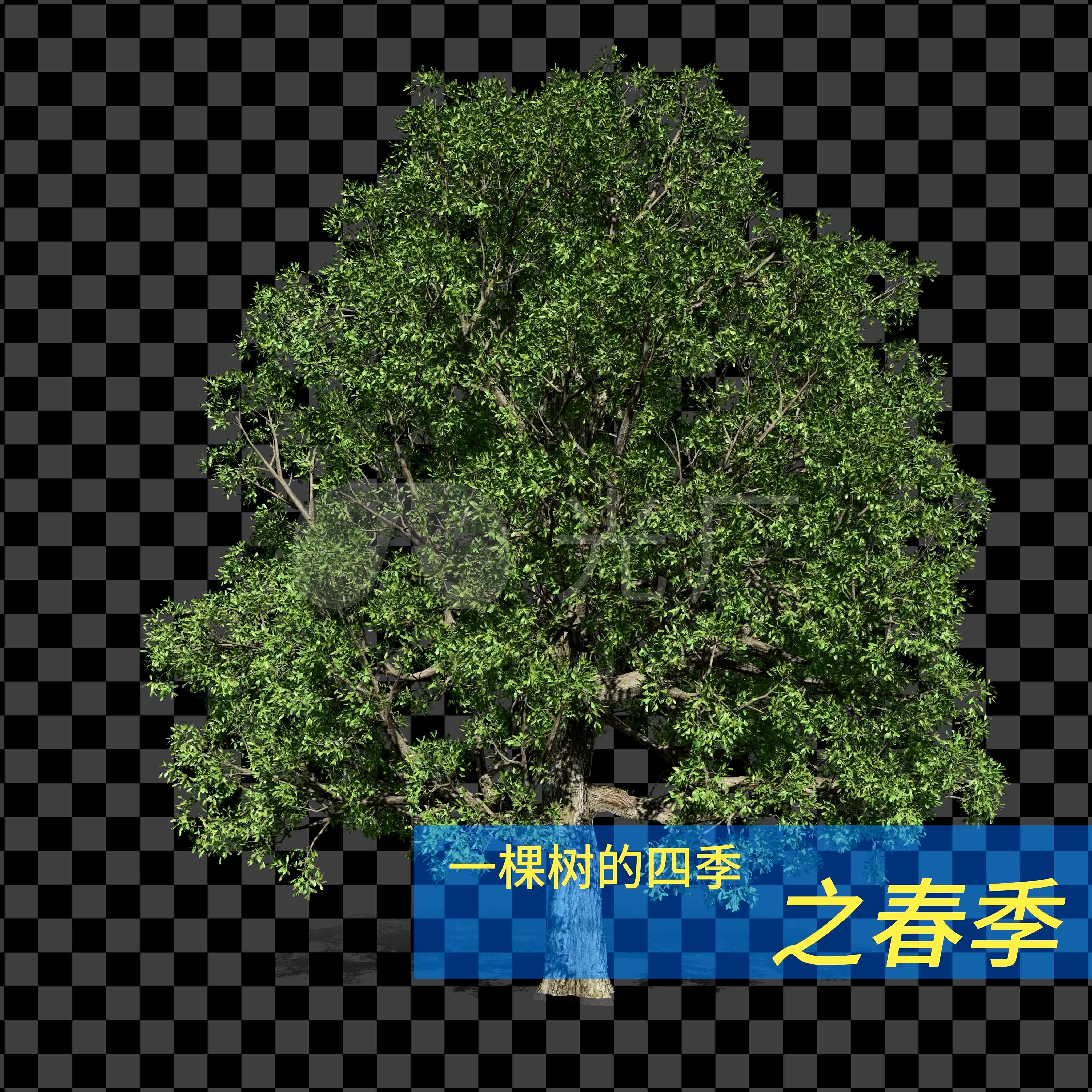 一棵树的四季之春季_视频素材包下载(编号:5761418)_影视包装_vj师网