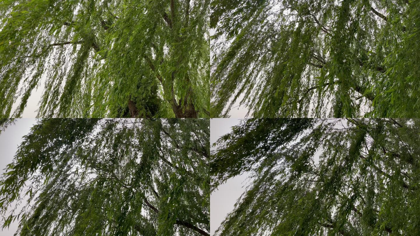 柳树垂柳风刮风大风摇摆摇曳
