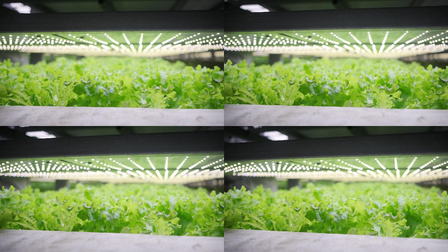 机架农业食品植物学垂直农业栽培室内有机农场蔬菜光合作用生态系统