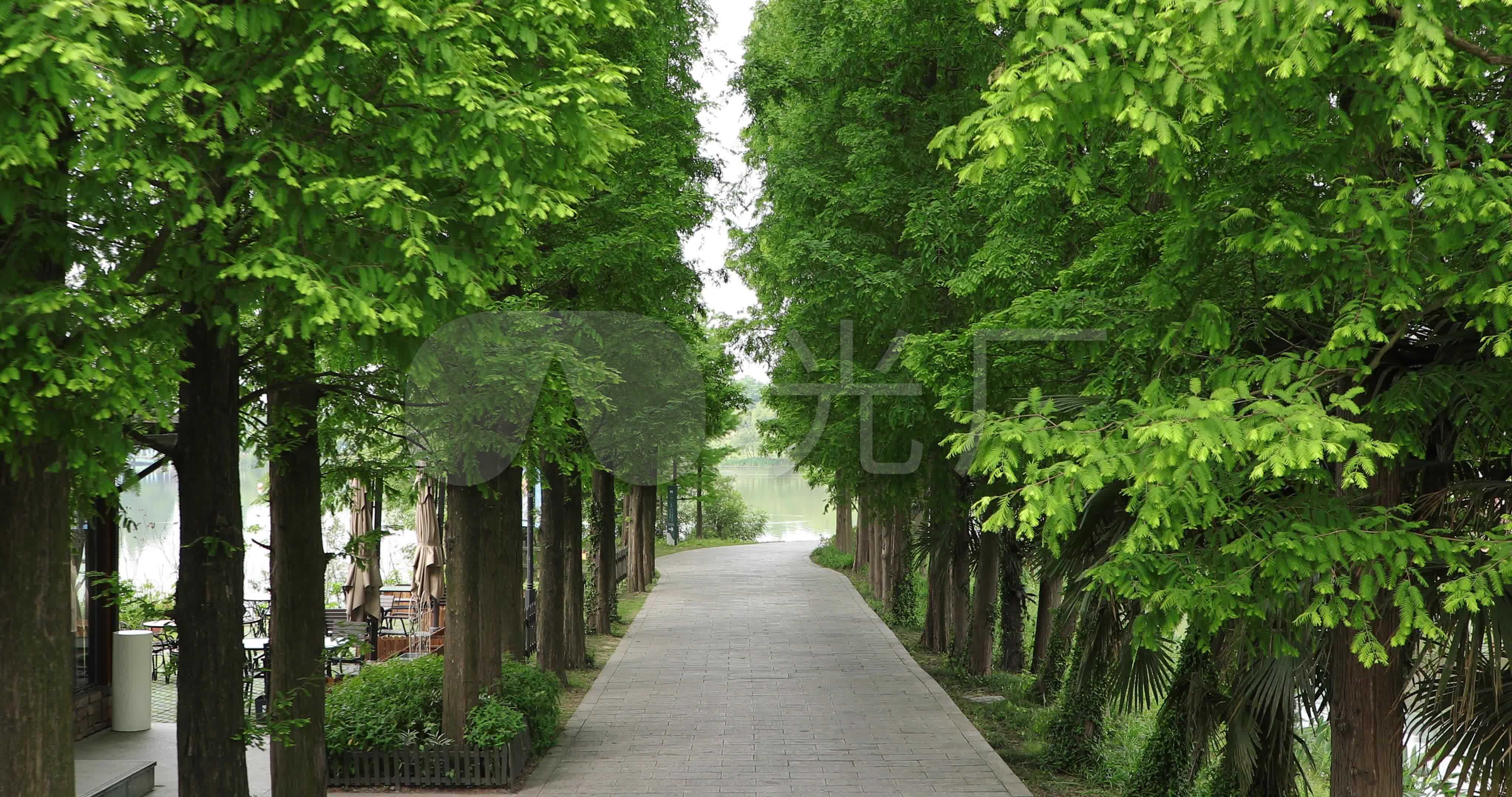 水杉树