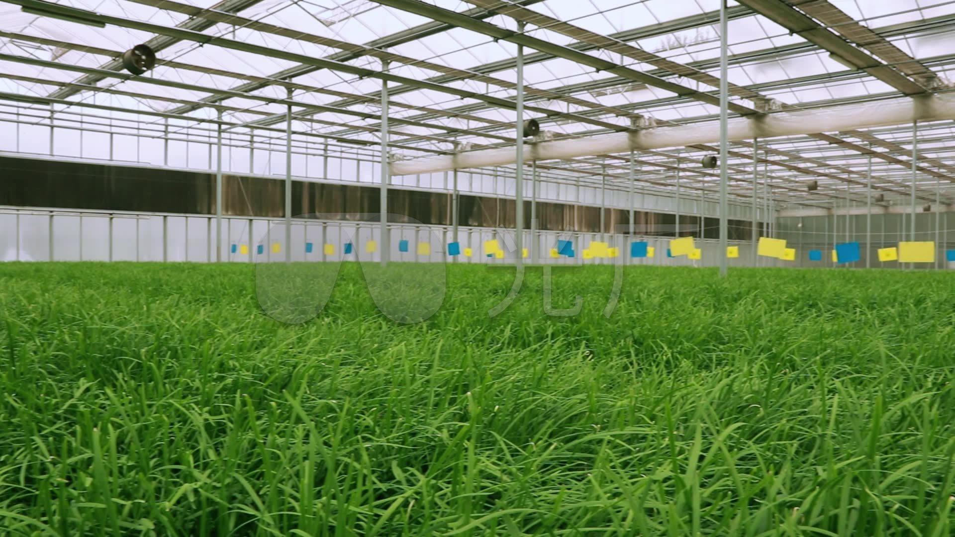 大棚种植韭菜
