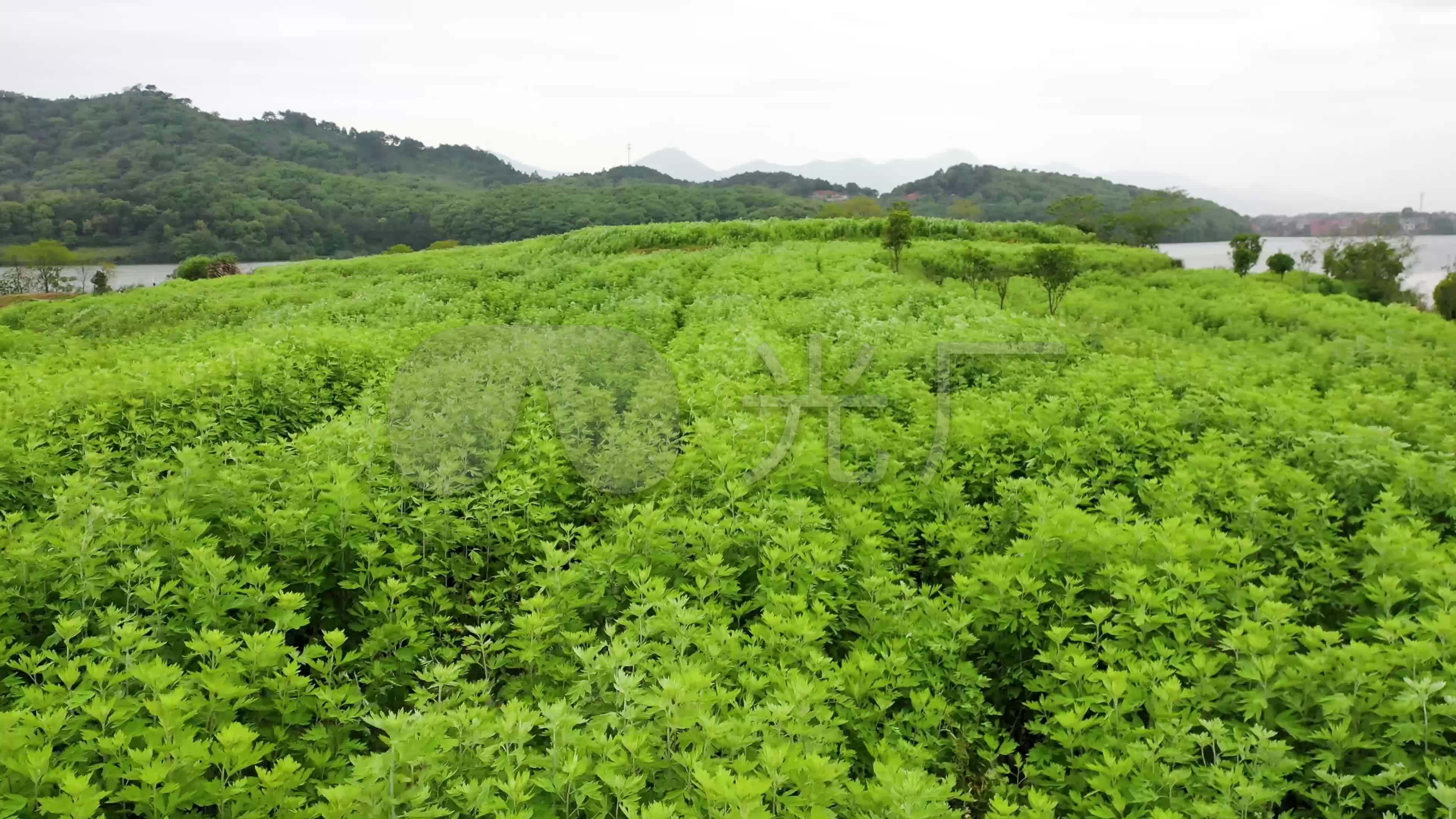 4k蕲艾艾草发源地航拍_3840x2160_高清视频素材下载(编号:5783260)
