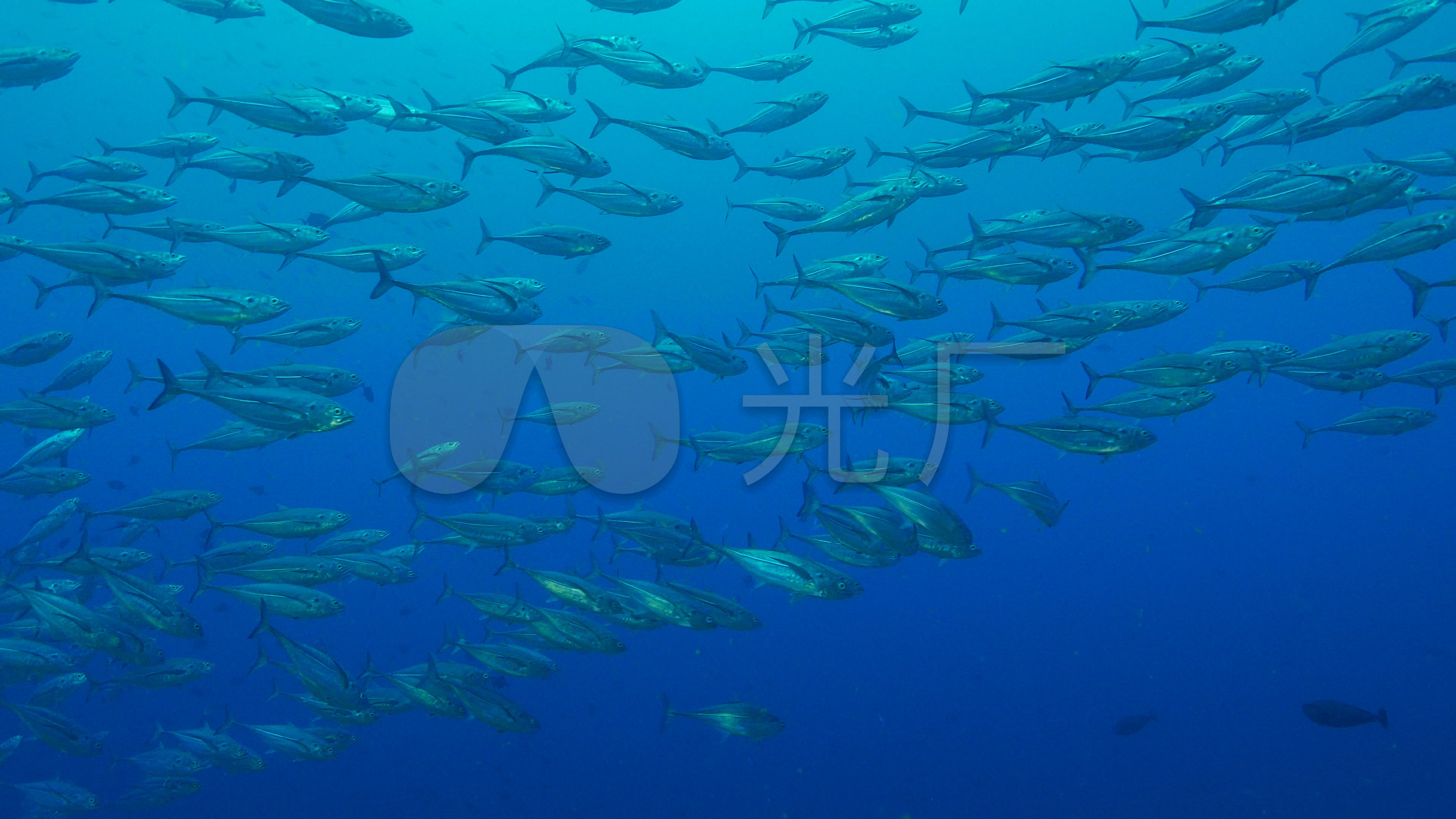 海洋鱼群