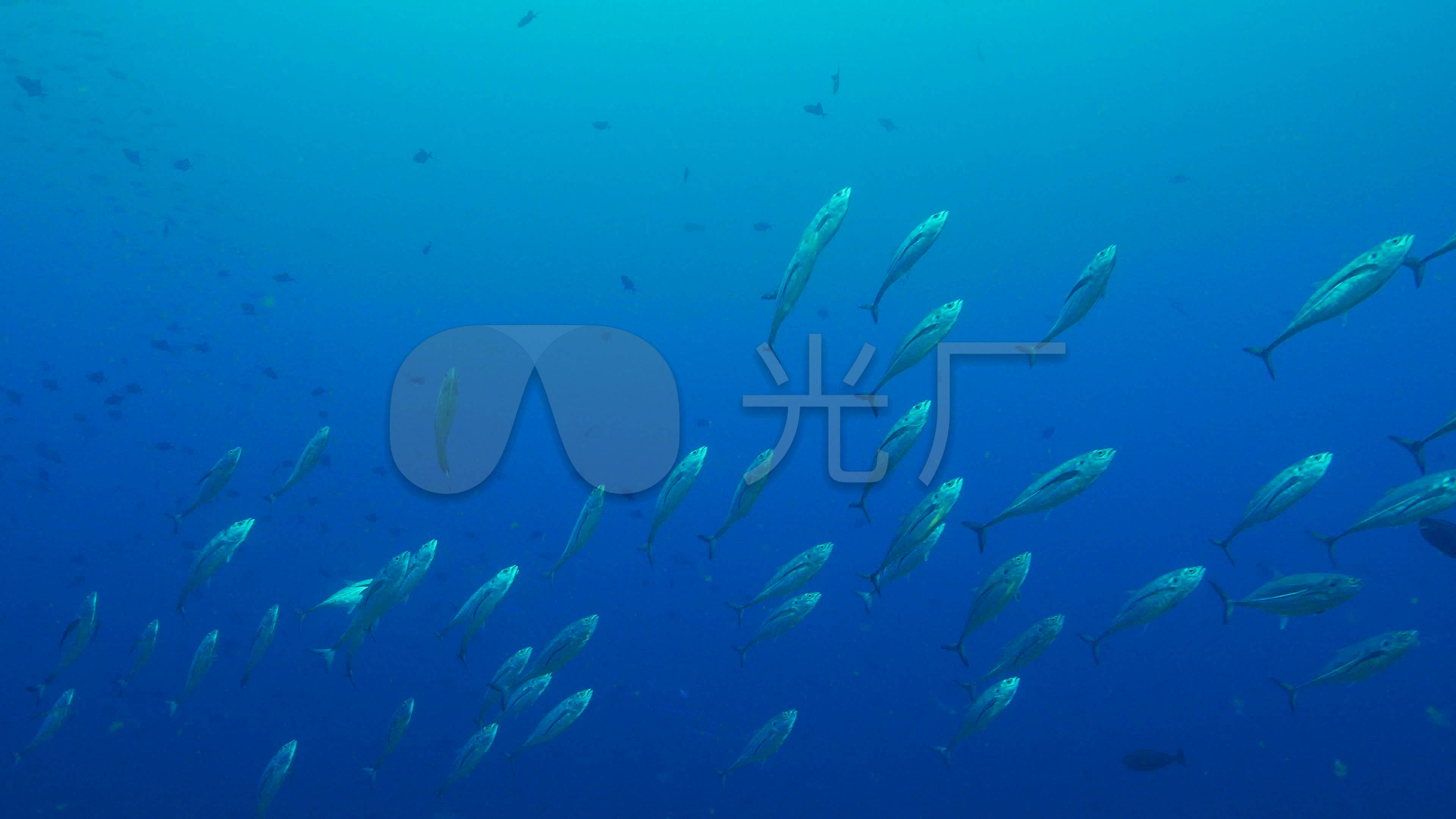 海洋鱼群