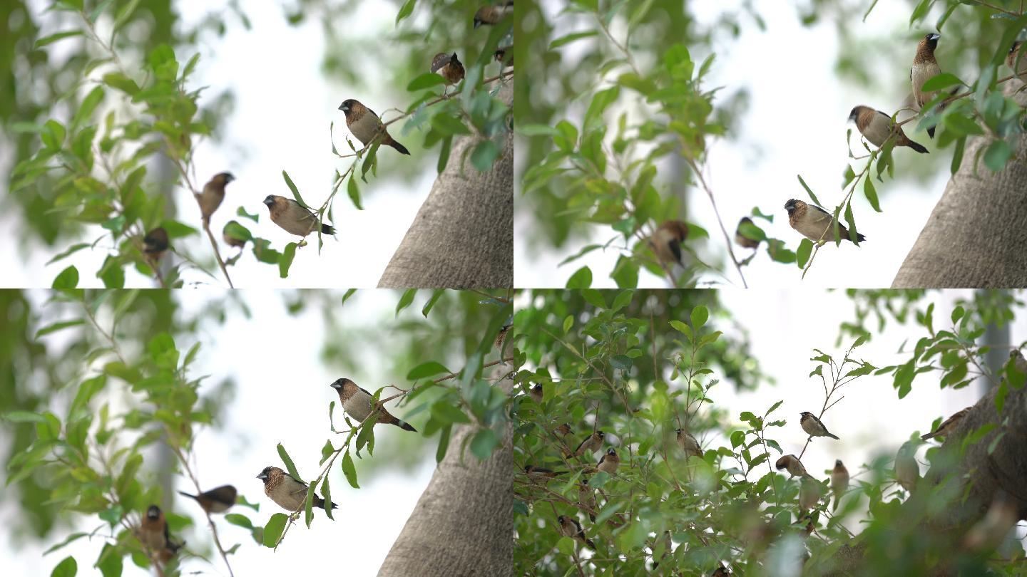 一群鸟在树枝上觅食