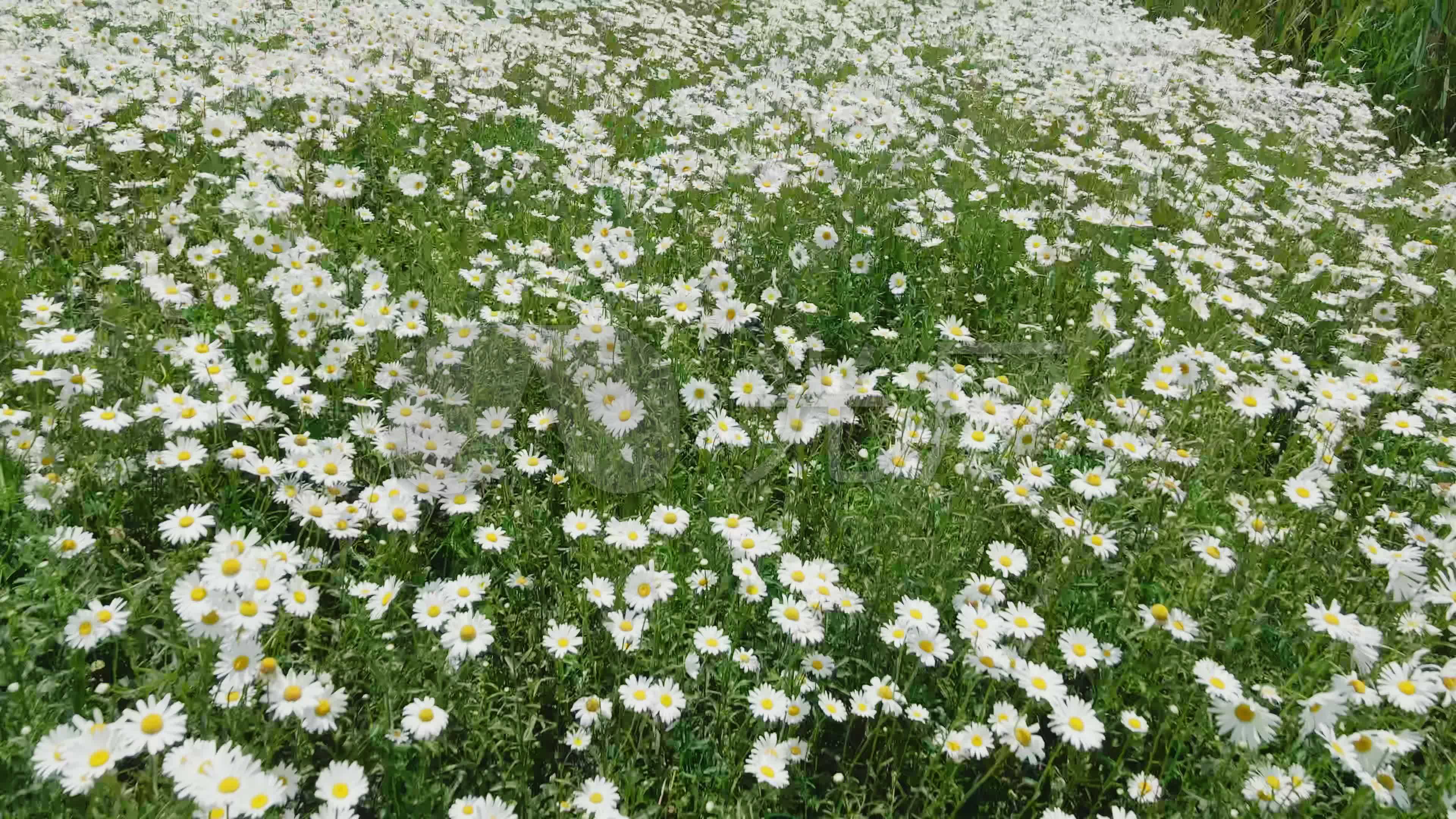 白色菊花花海