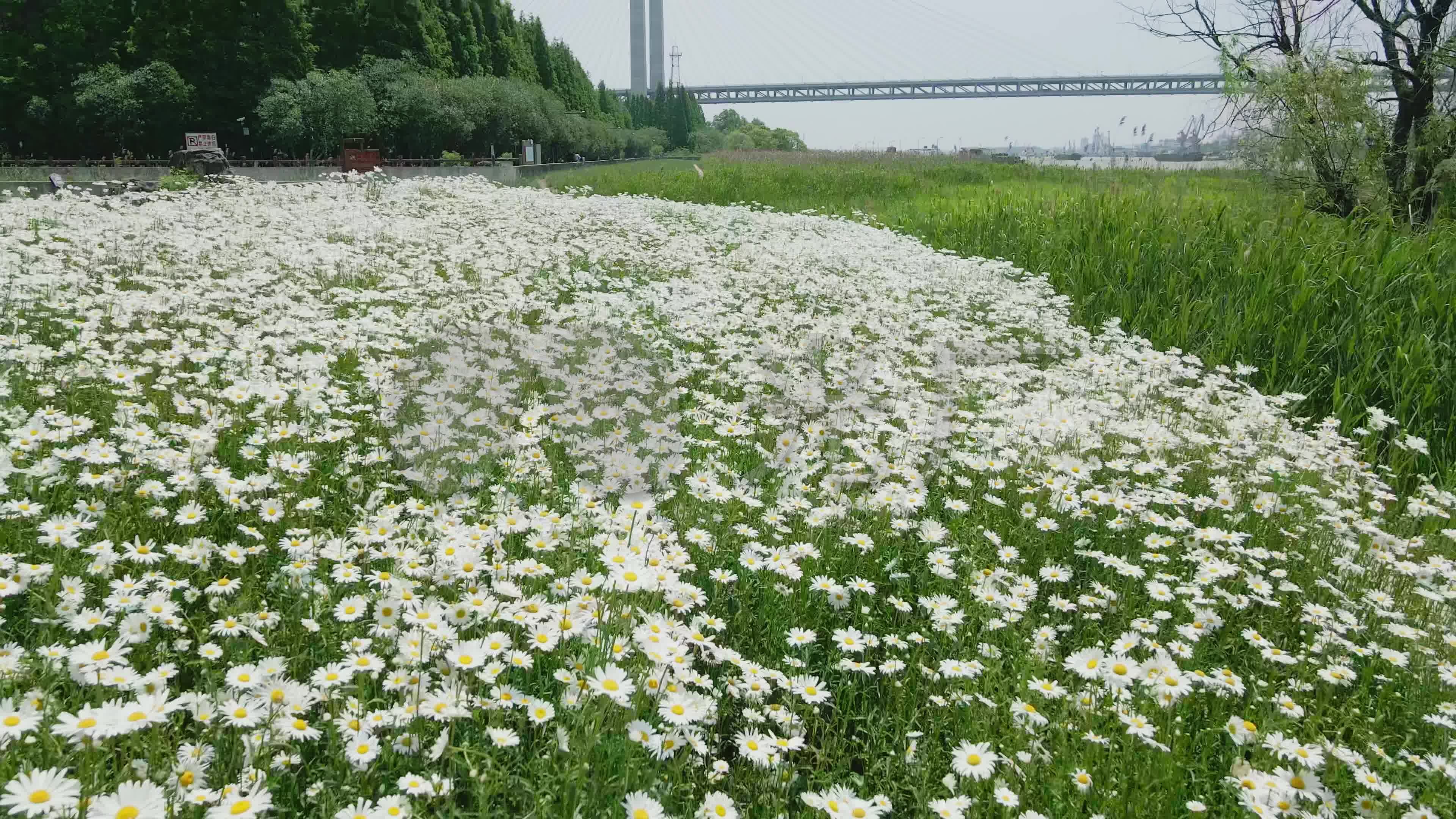 白色菊花花海