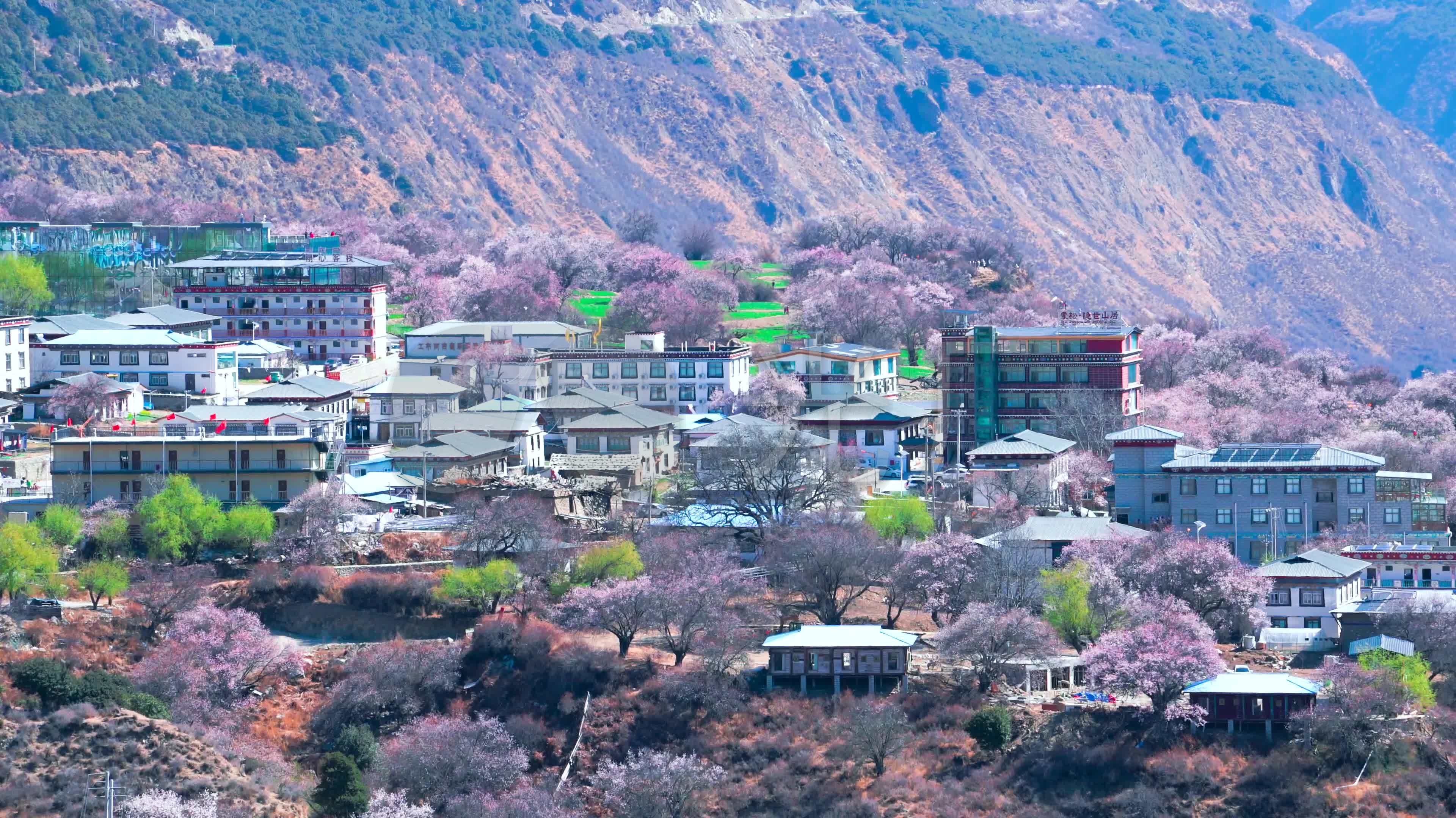 4k索松村桃花节桃花盛开_3840x2160_高清视频素材下载(编号:5793501)