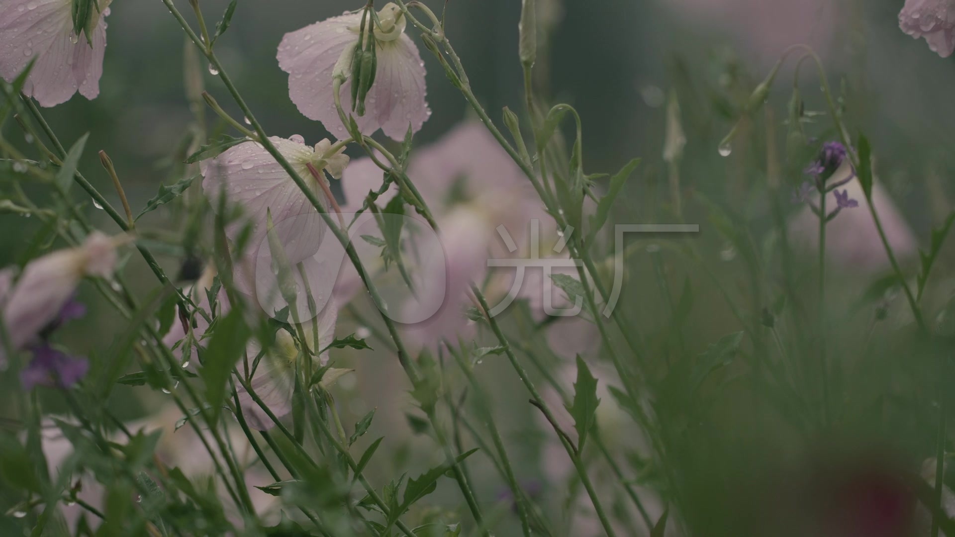 被雨水打湿的花