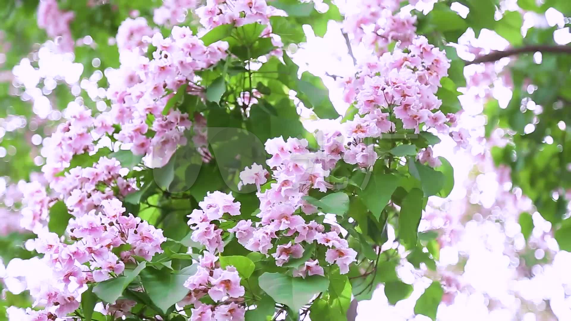 楸树开花