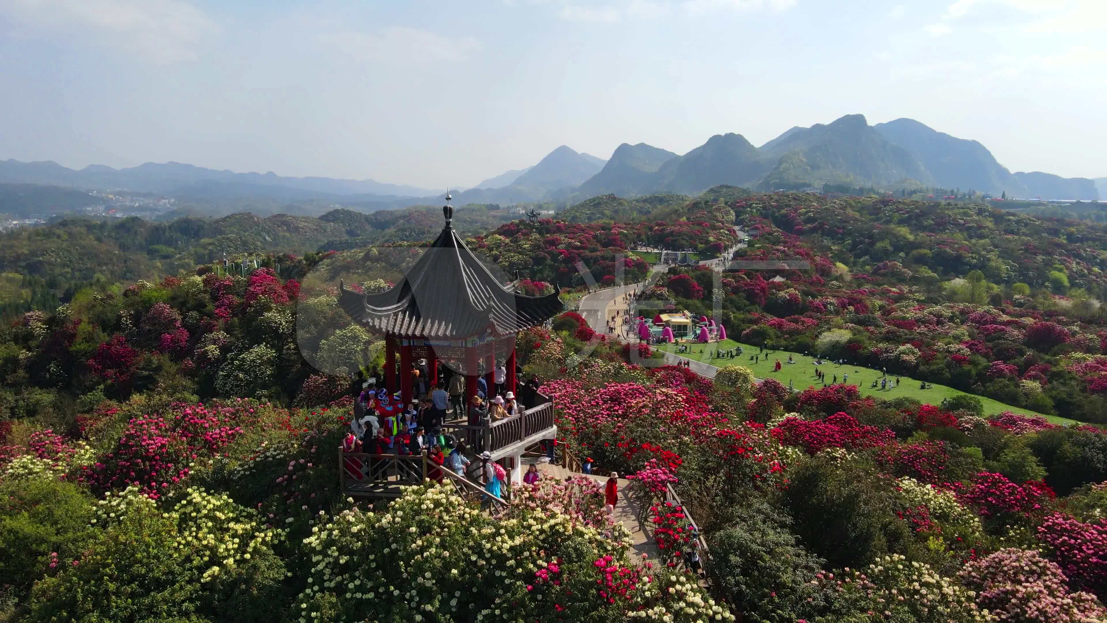 航拍春天贵州百里杜鹃景区杜鹃花海