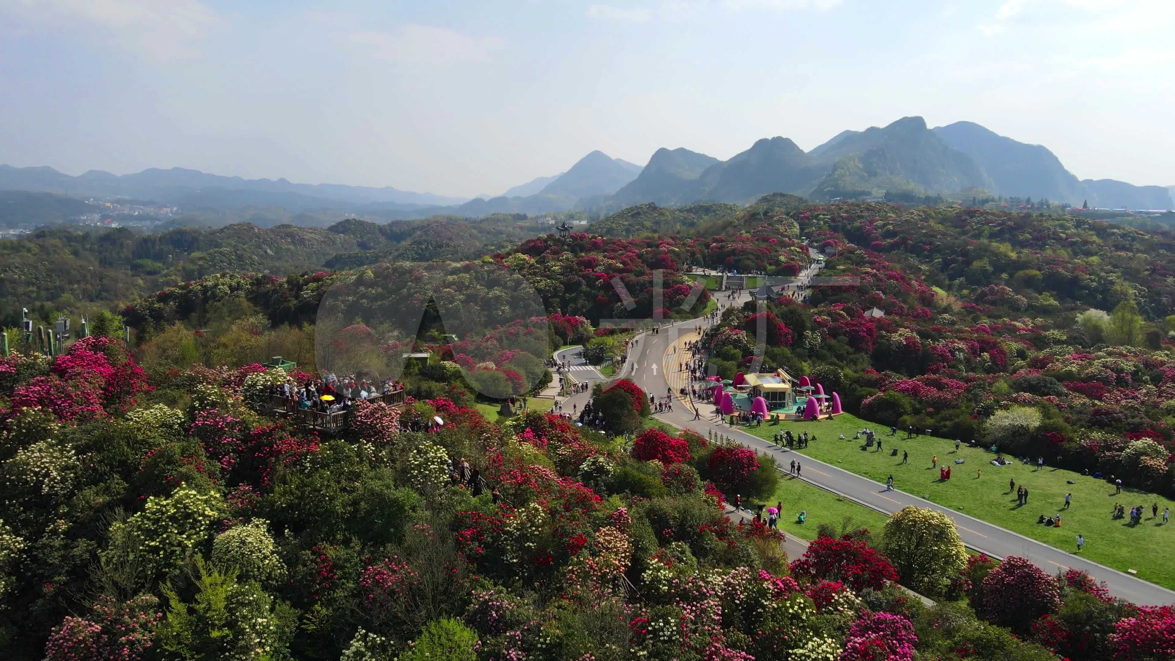 航拍春天贵州百里杜鹃景区杜鹃花海