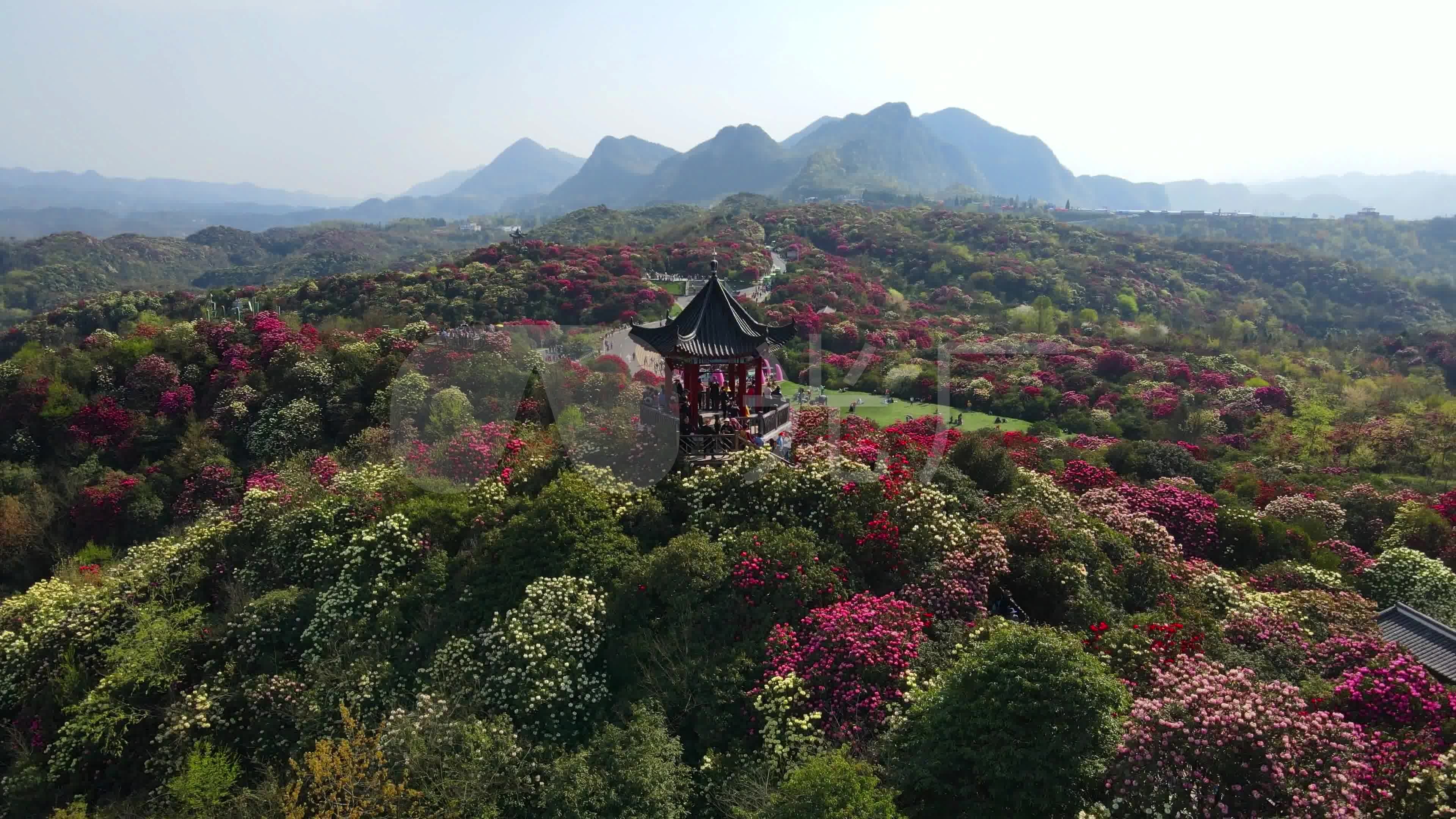 航拍春天贵州百里杜鹃风景区花海