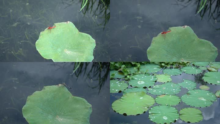 池塘荷叶蜻蜓红蜻蜓夏天水面水珠清澈