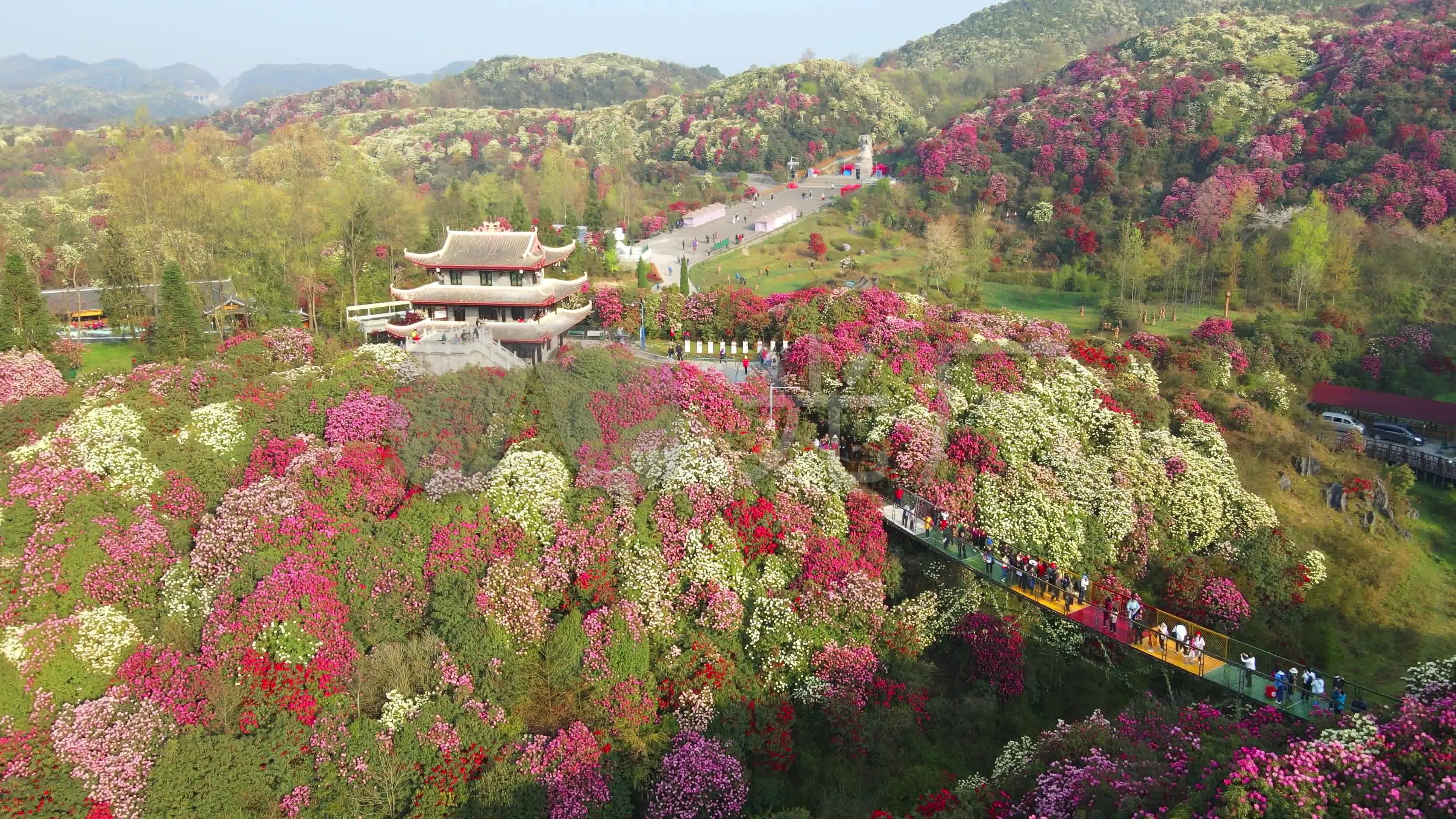 航拍春天贵州百里杜鹃风景区花海