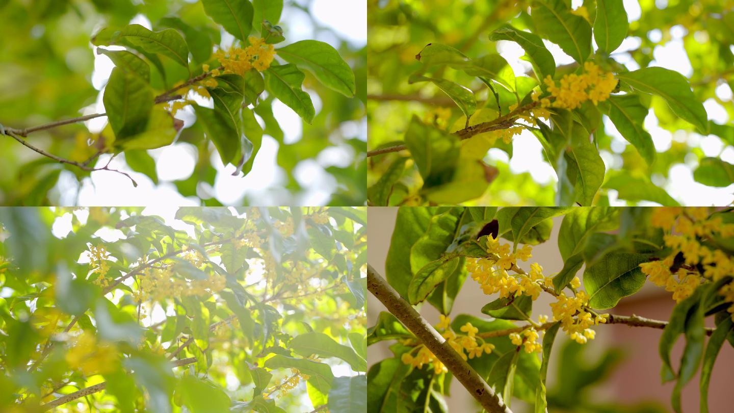 「有版权」4k原素材-唯美的桂花