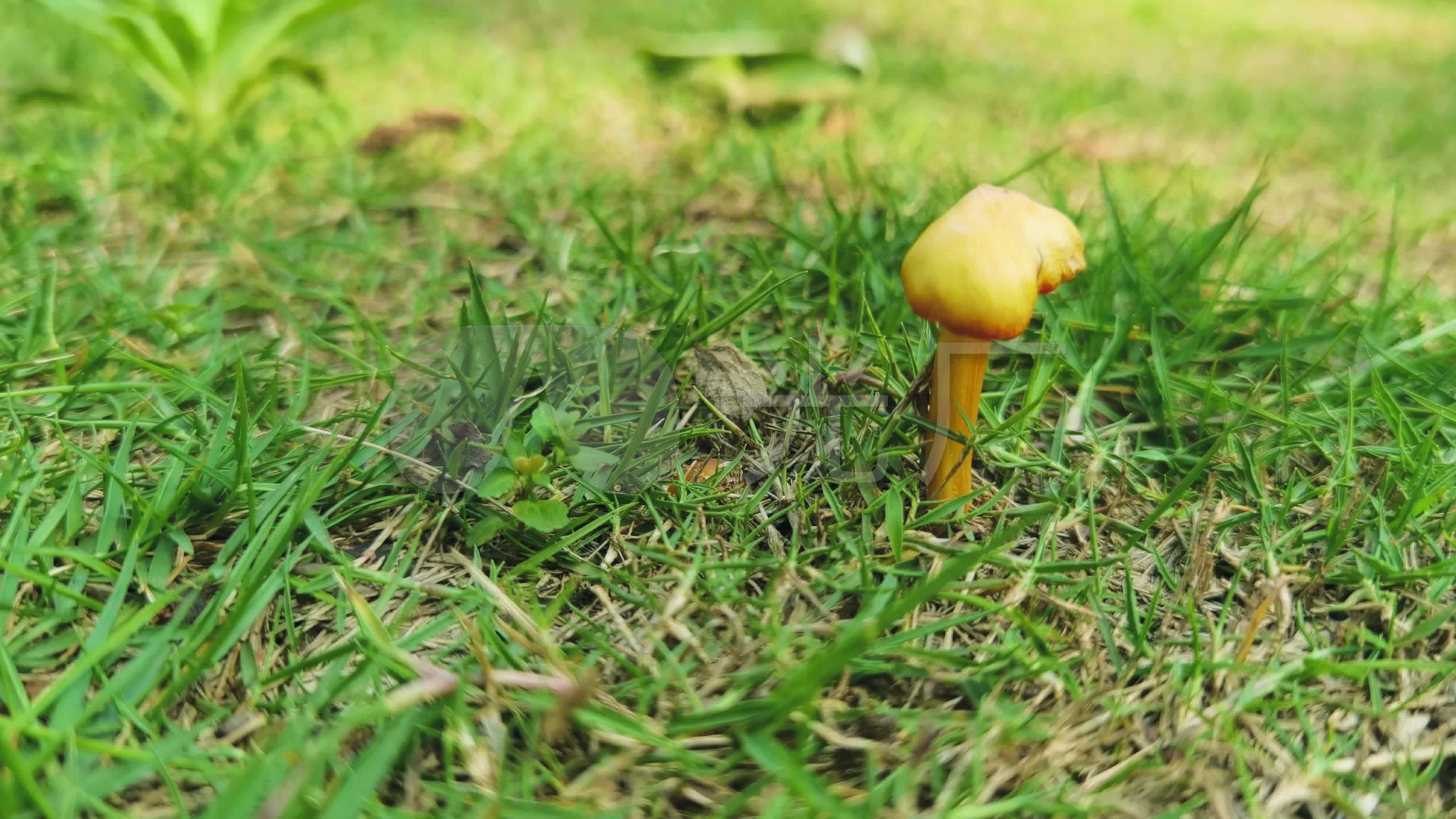 草地蘑菇