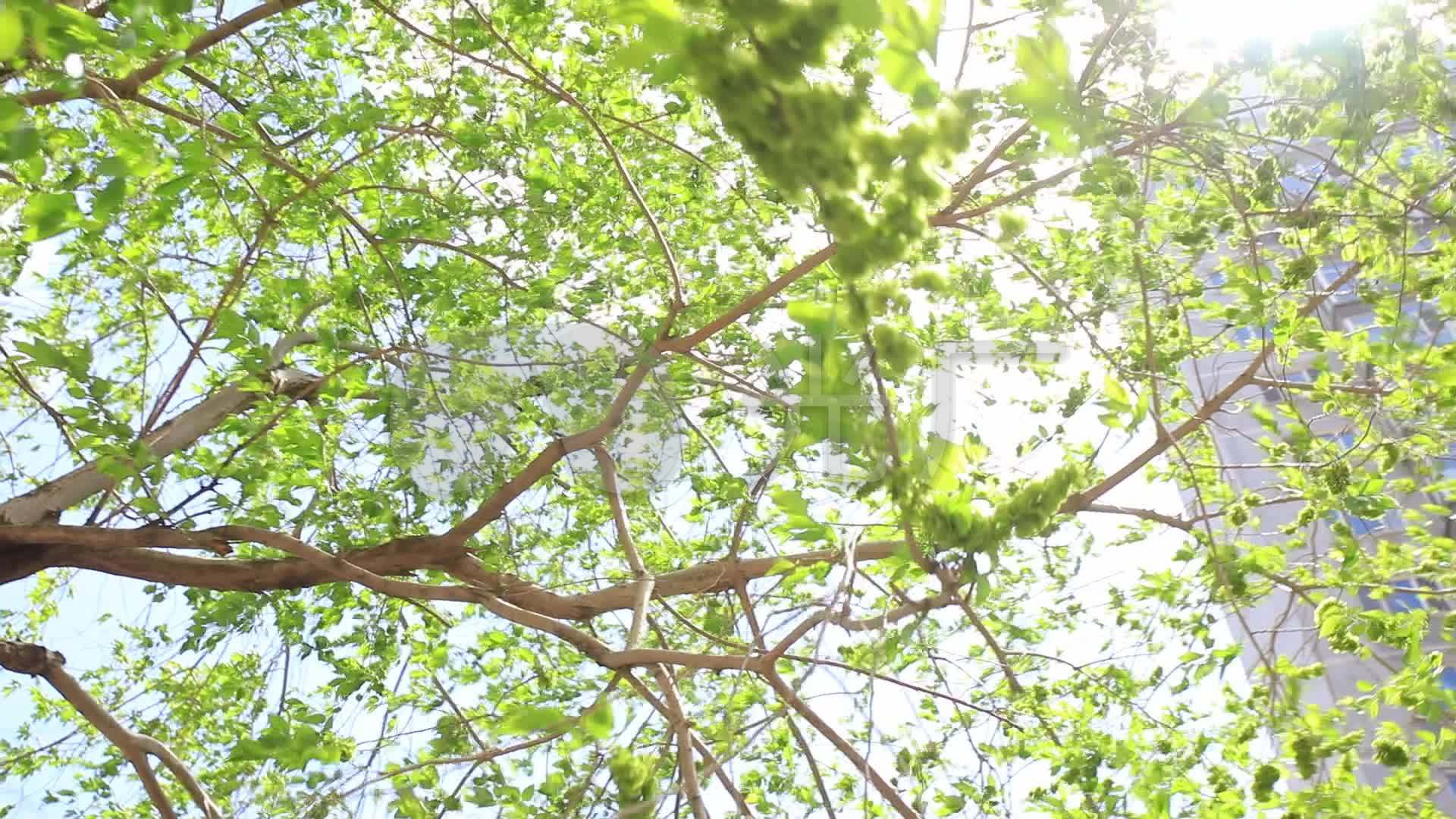 四季转换春天春暖花开夏天枝繁叶茂自然树木