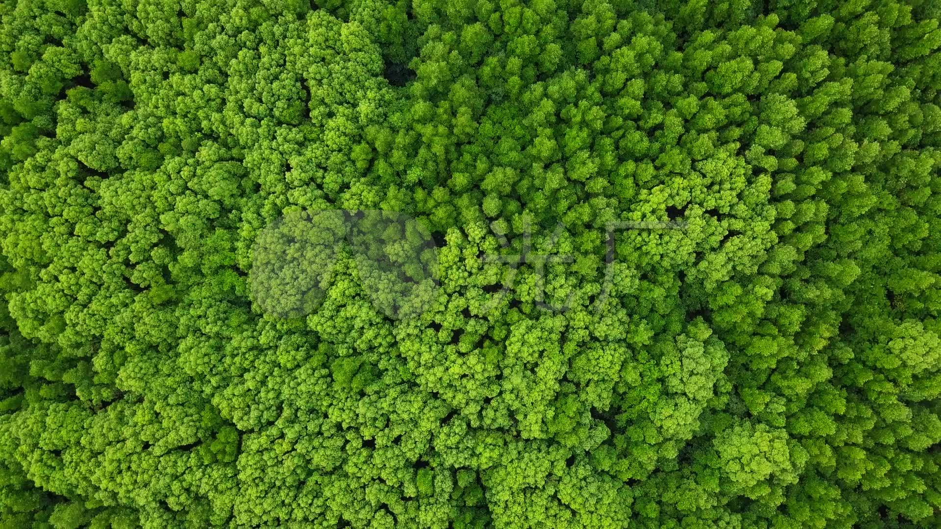 绿树林鸟瞰图_1920x1080_高清视频素材下载(编号:5812408)_实拍视频