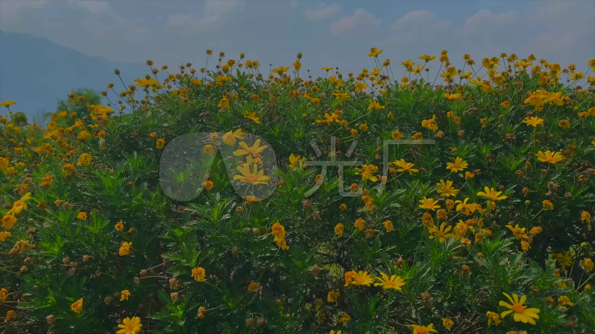 云南春天黄色的野菊花和蓝天绿树