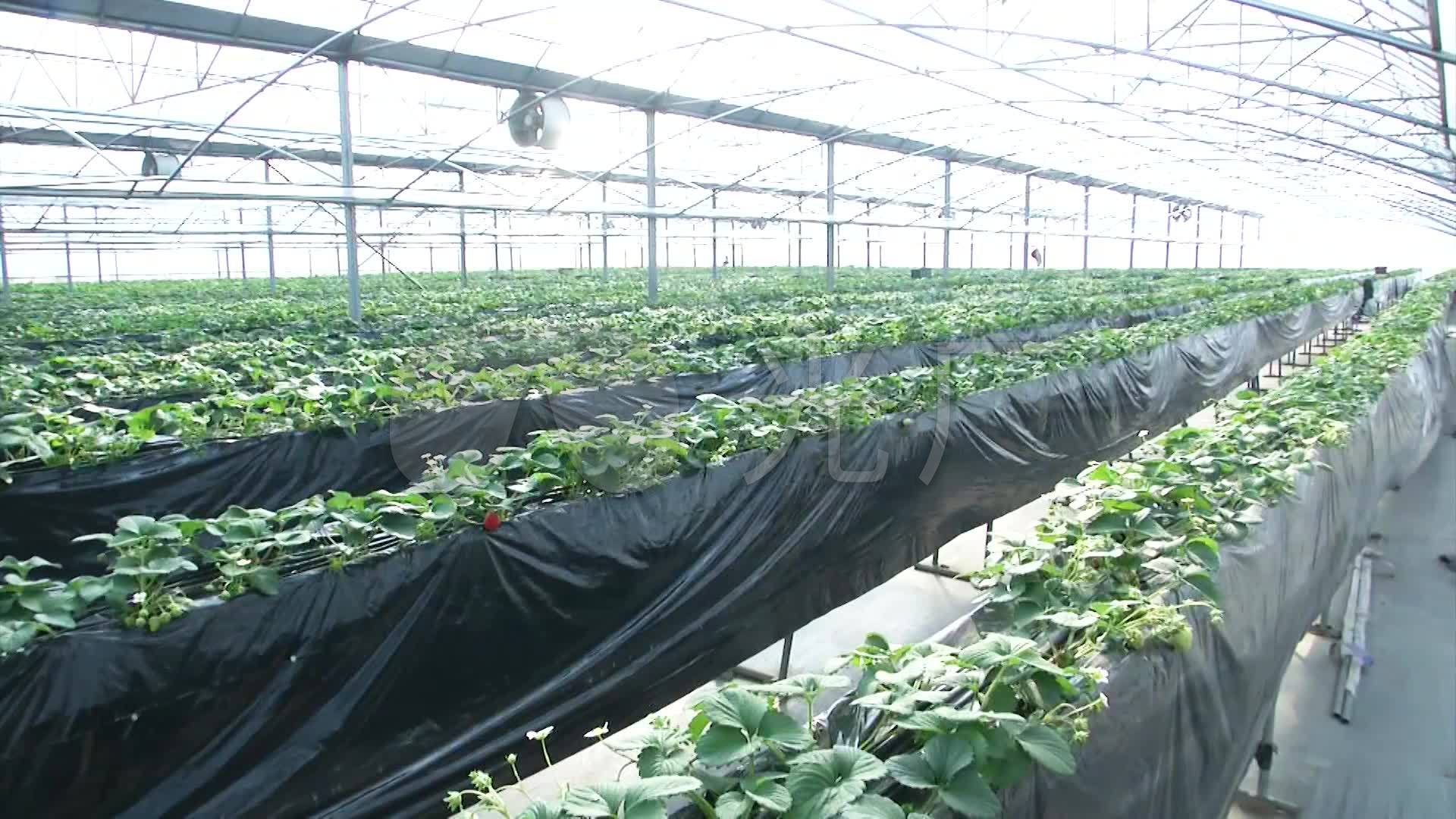 草莓无土栽培种植草莓园水果大棚